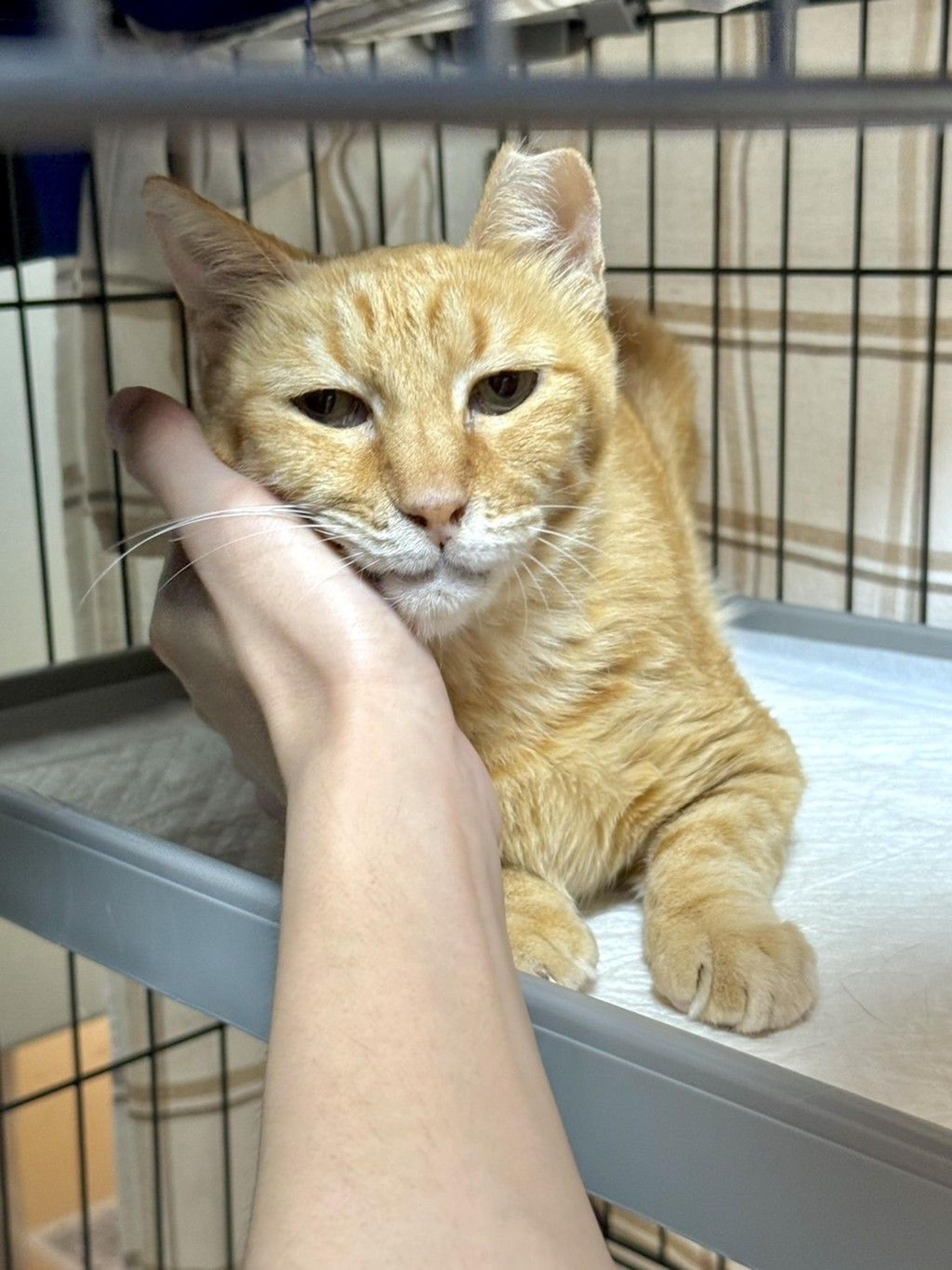 pet-image-8