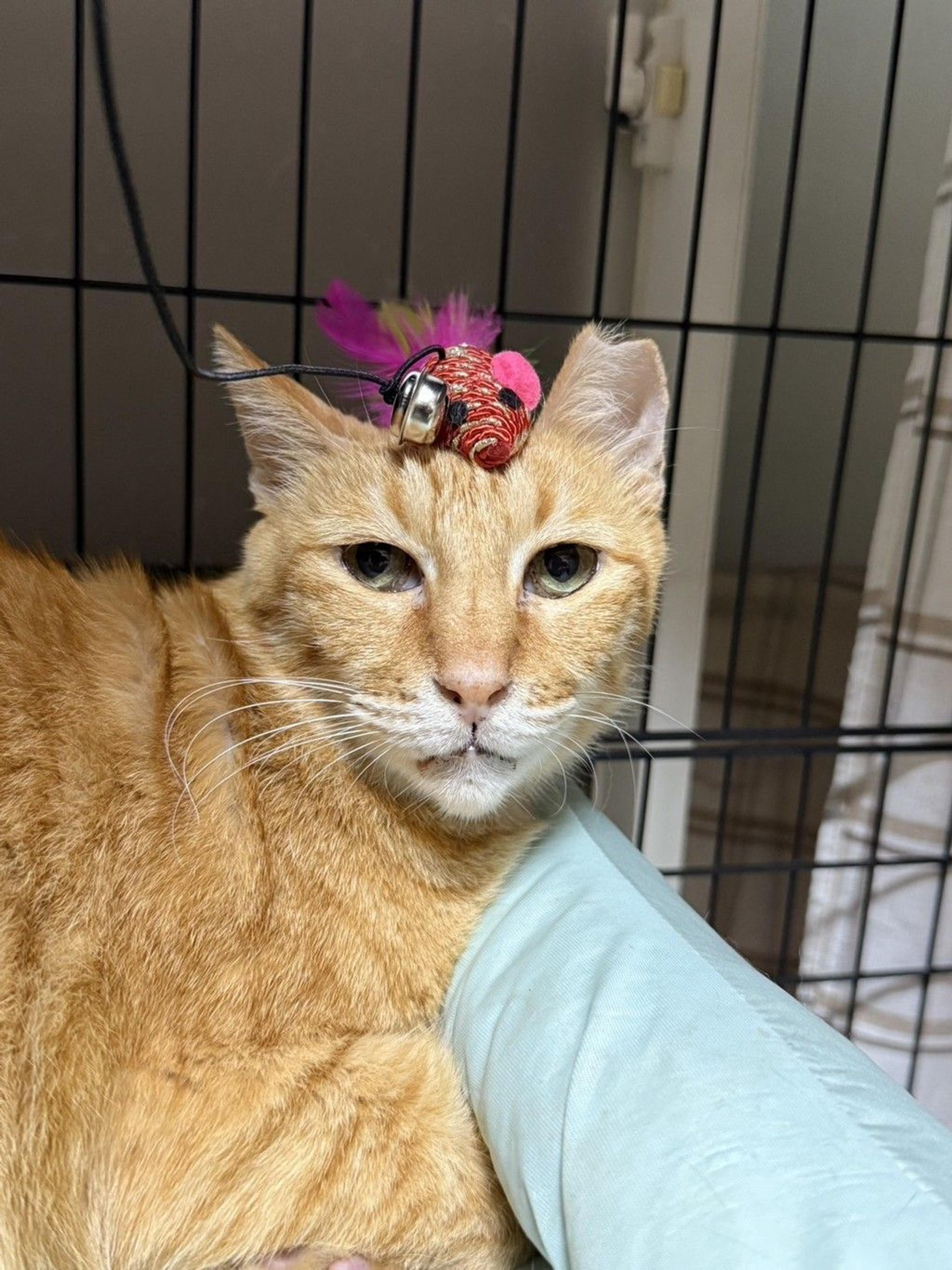 pet-image-9