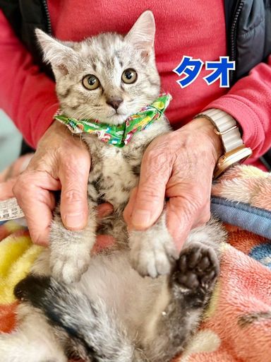 タオ（サバトラ）★レオくんと兄弟！