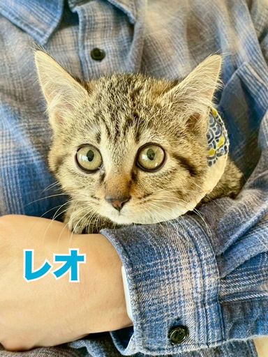 レオ（キジトラ）★タオくんと兄弟！