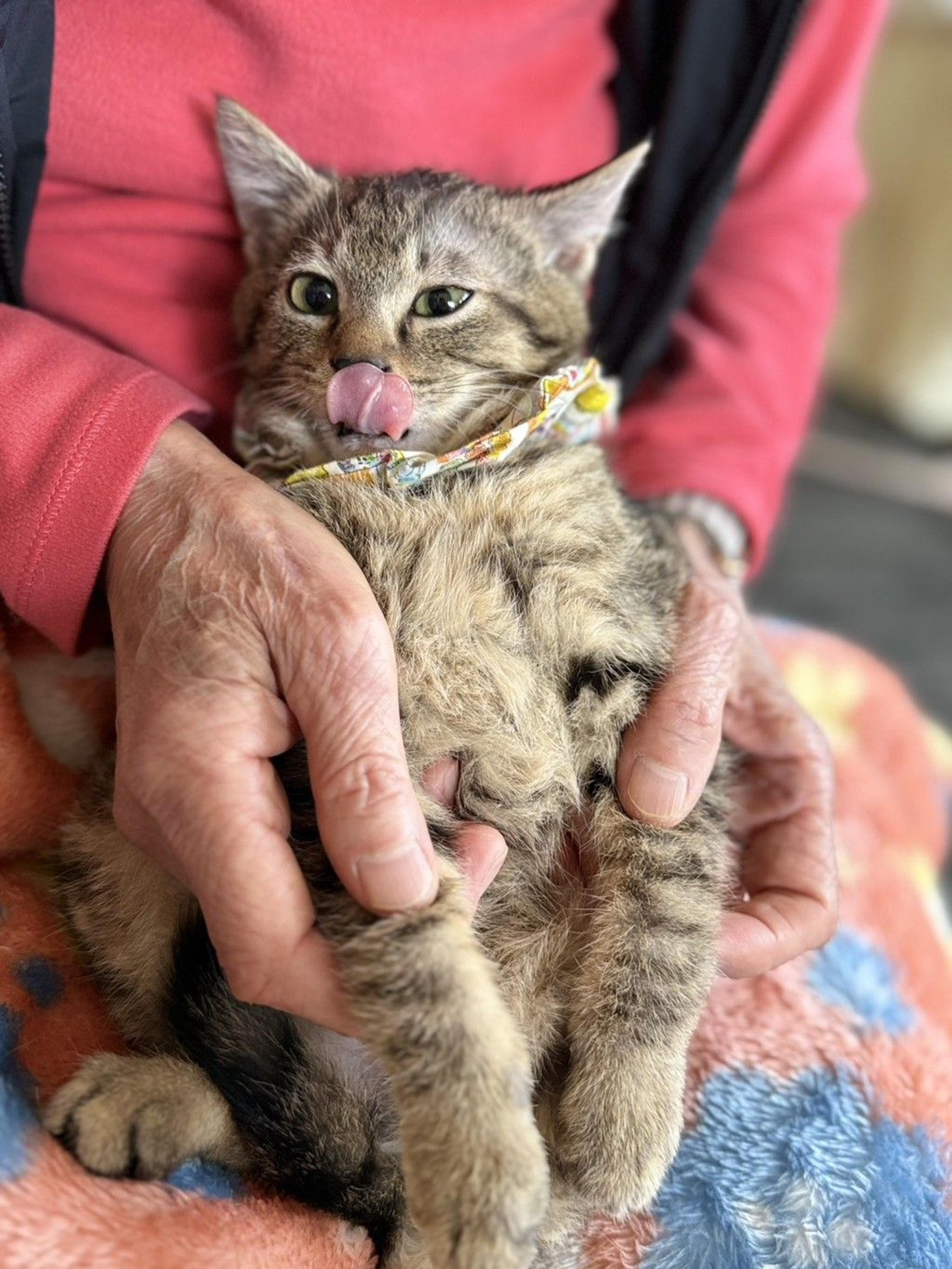 pet-image-3