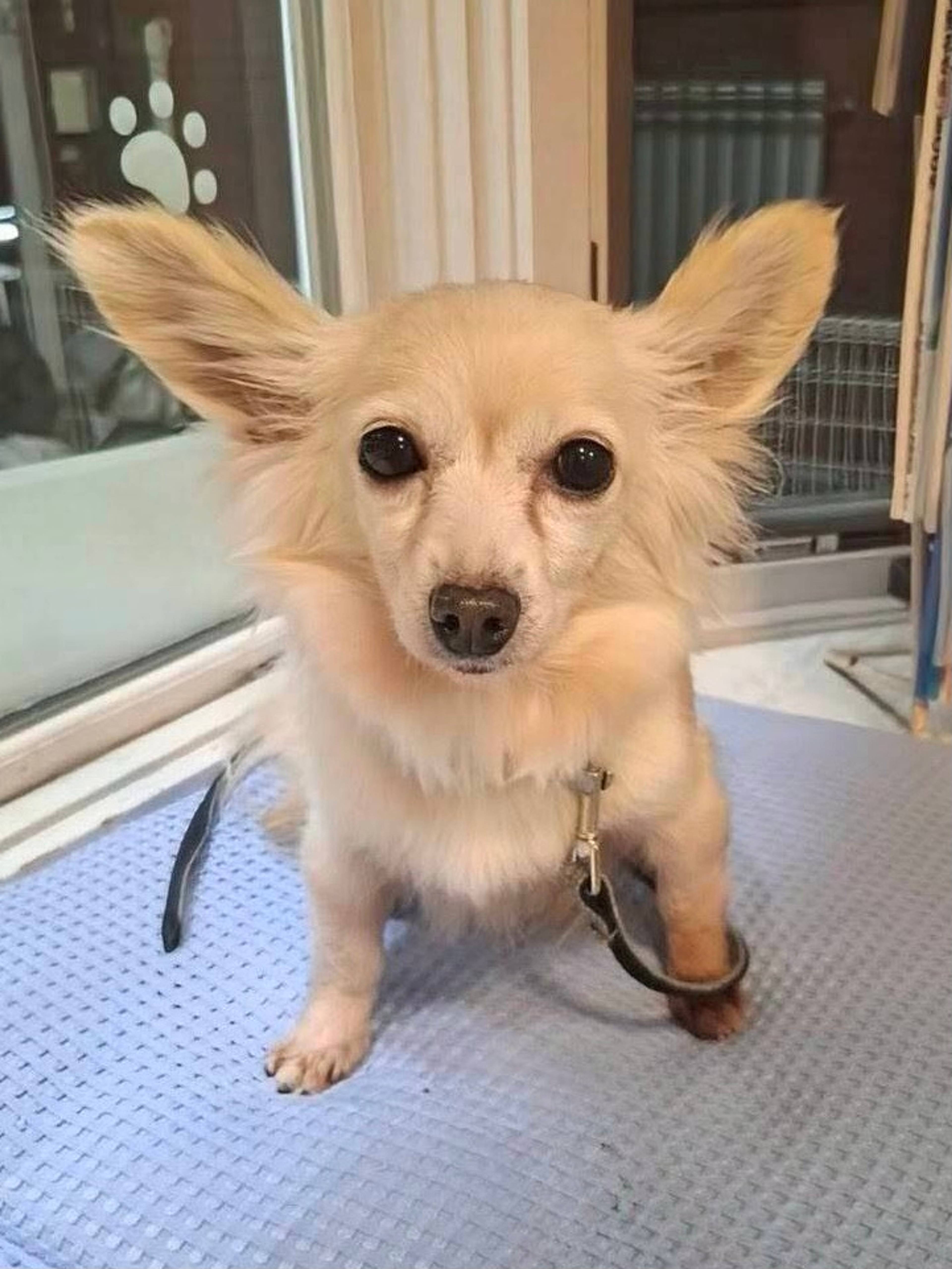 雑種（ミックス犬）・メスの里親募集の写真
