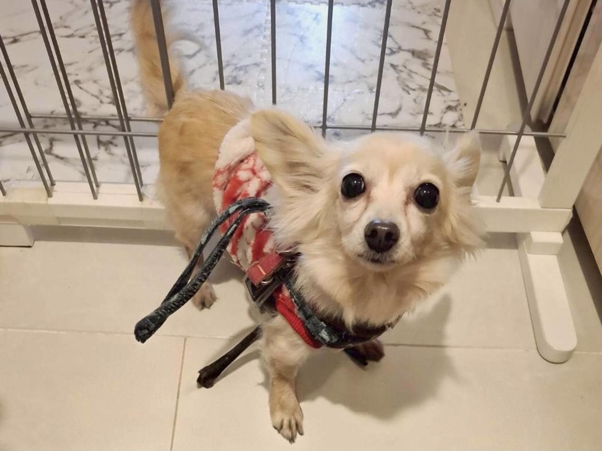 pet-image-3
