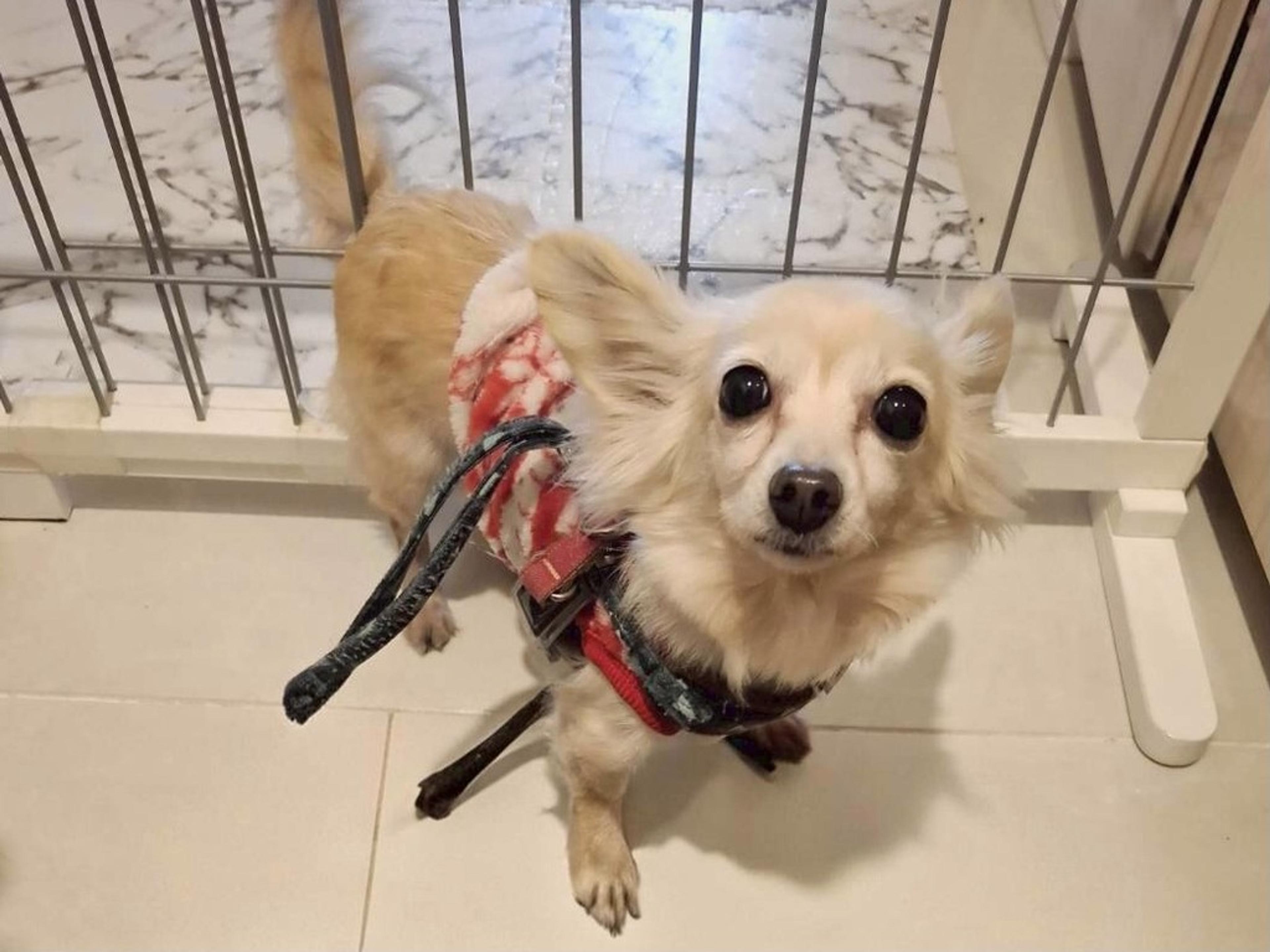 pet-image-3