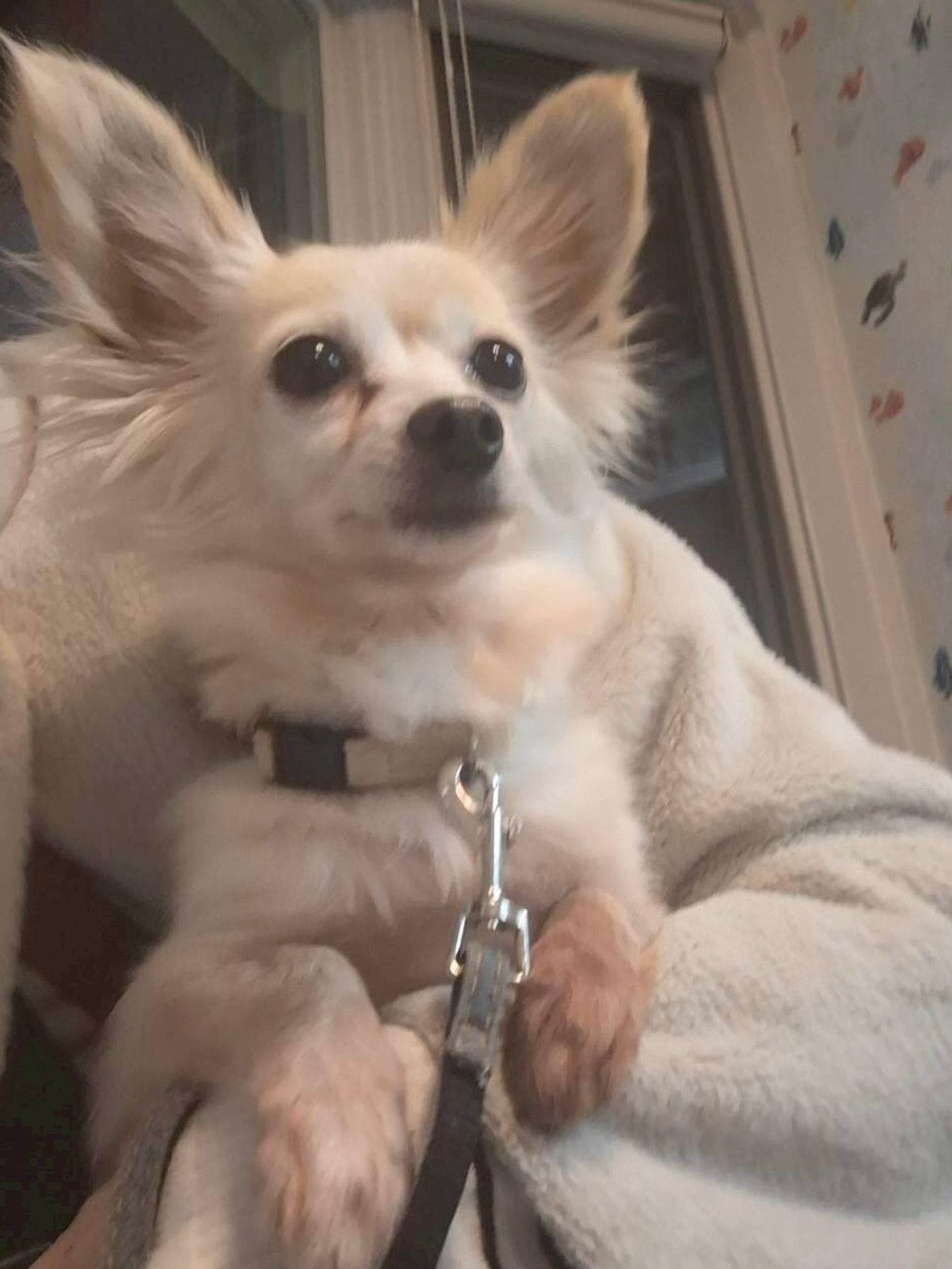 pet-image-4