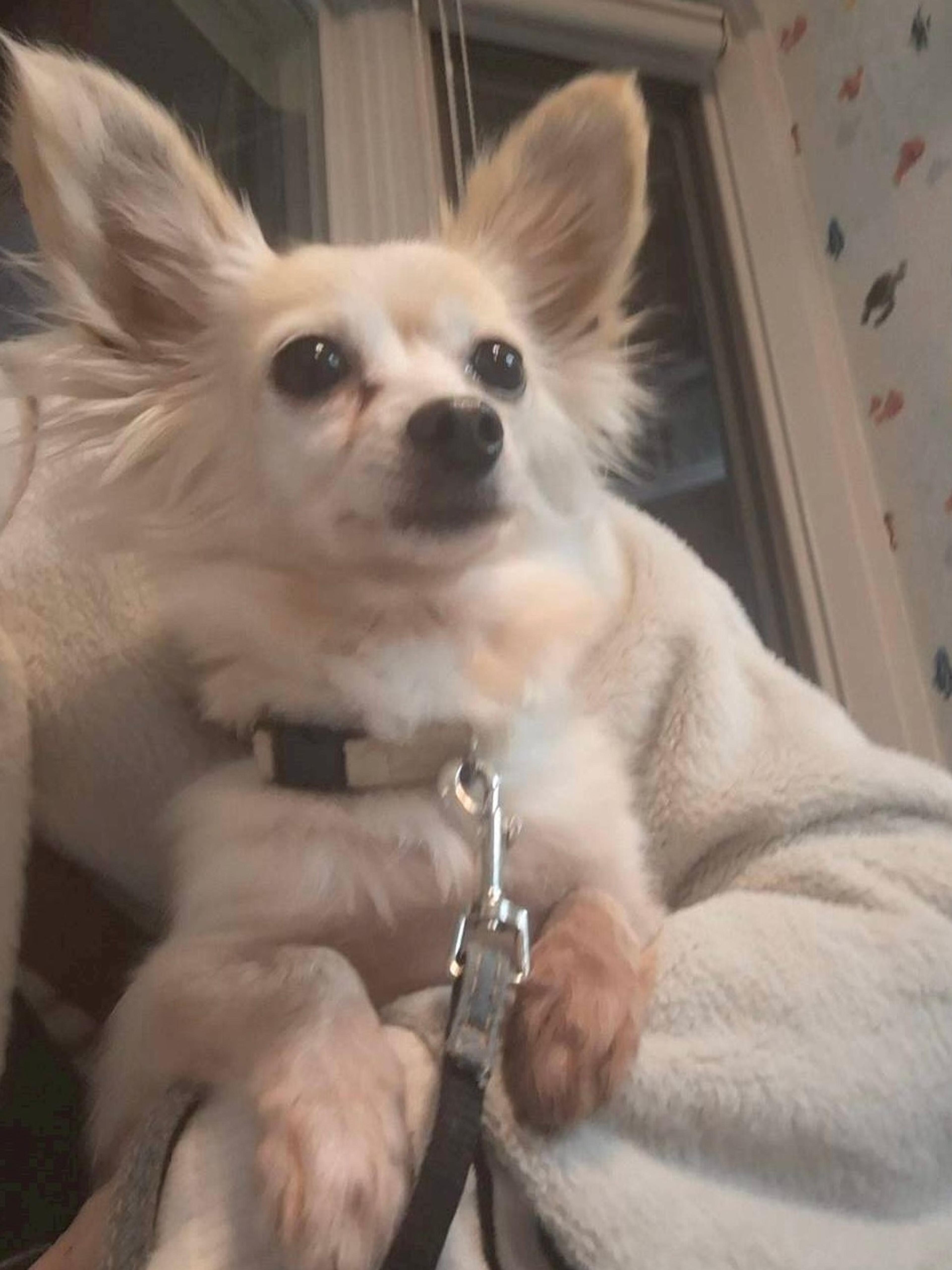 pet-image-4