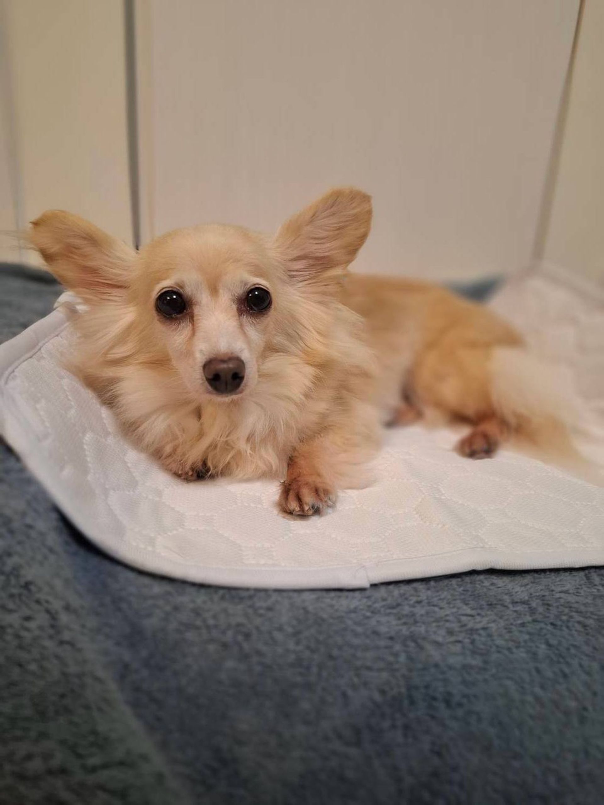 雑種（ミックス犬）・メスの里親募集の写真