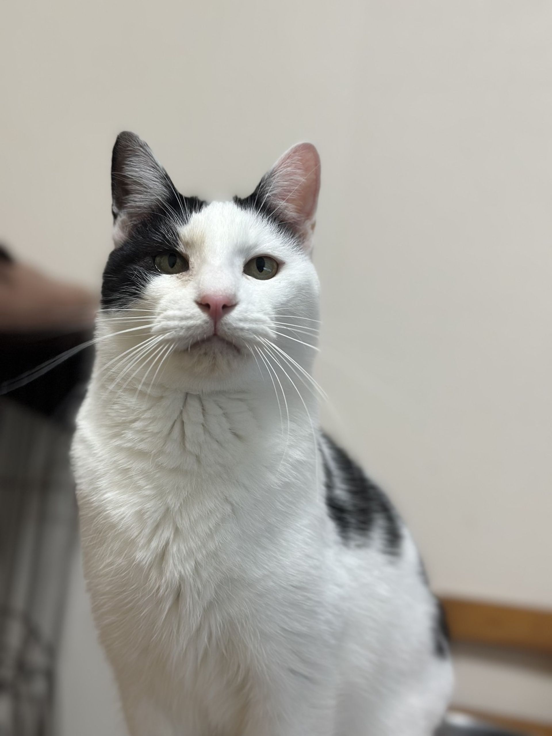 雑種（ミックス猫）・オスの里親募集の写真