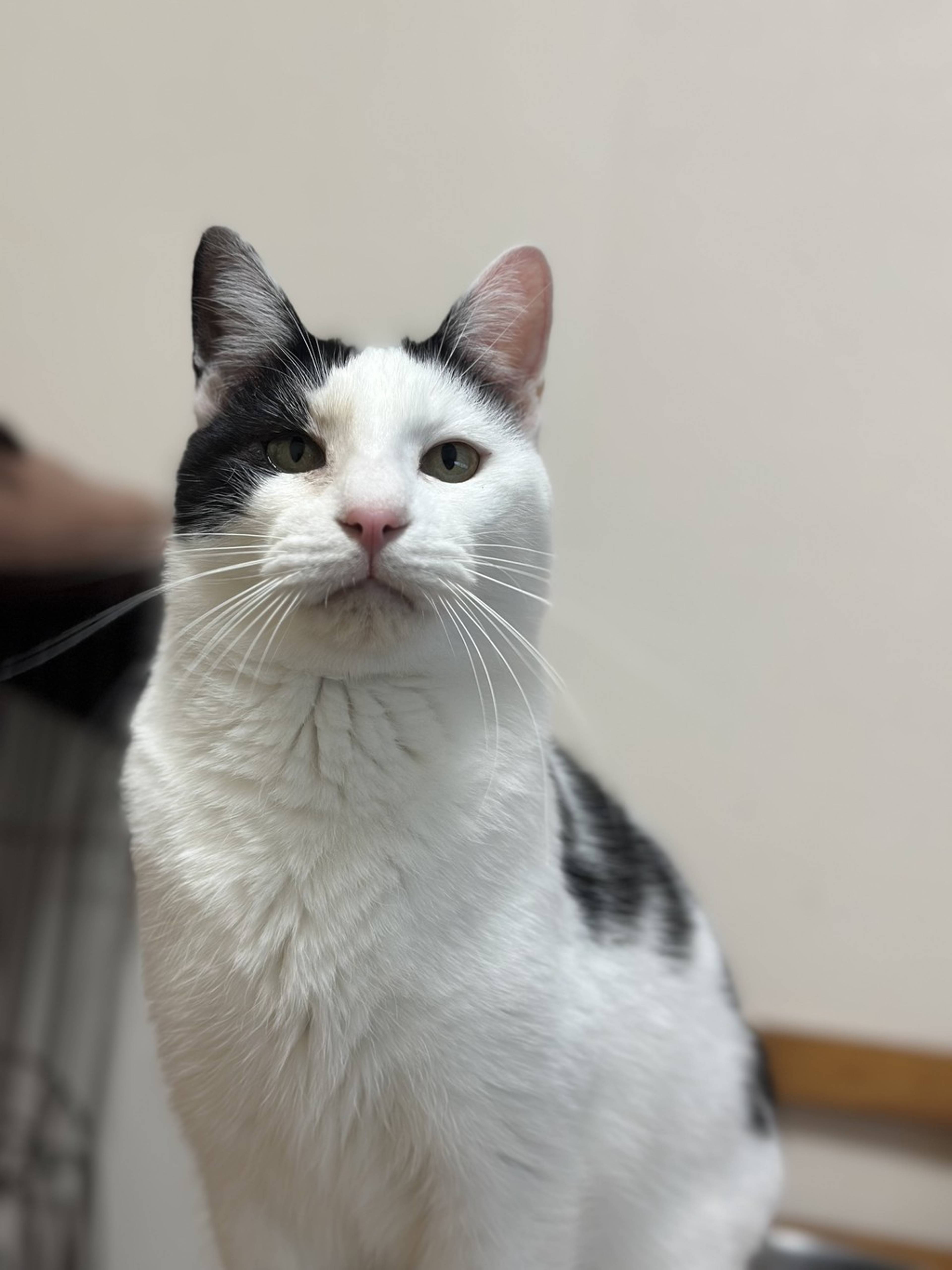 雑種（ミックス猫）・オスの里親募集の写真