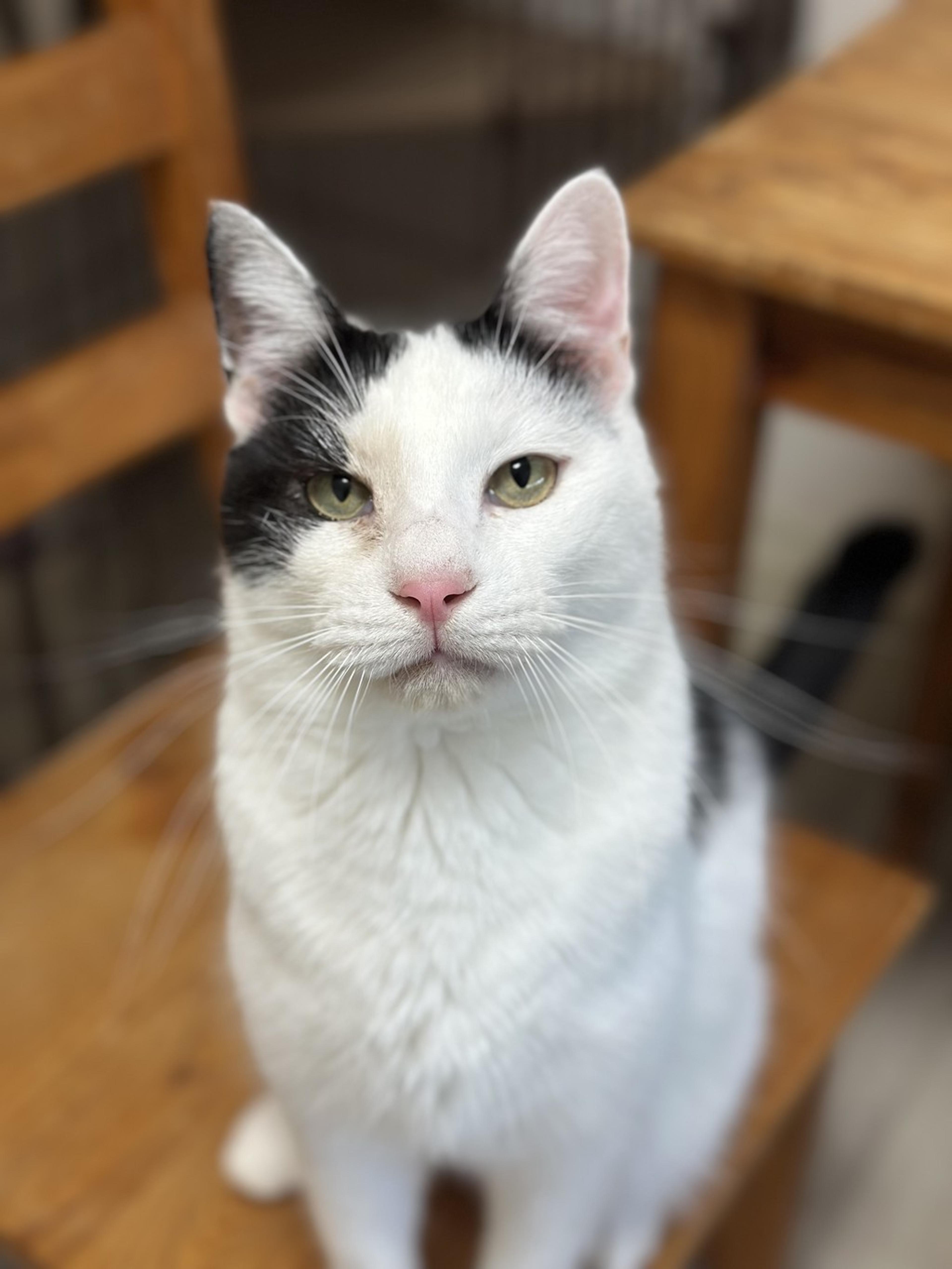pet-image-2