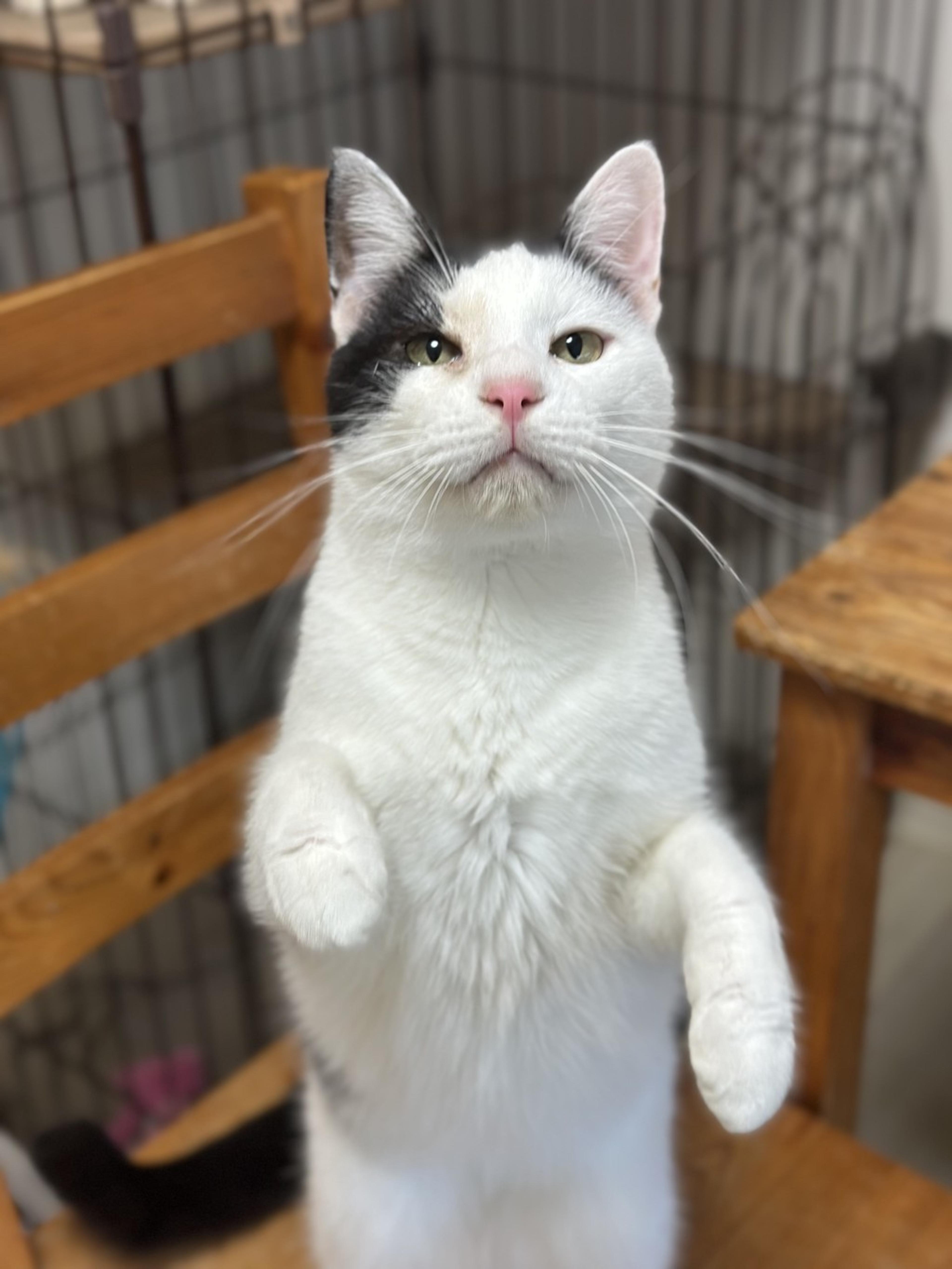 pet-image-3