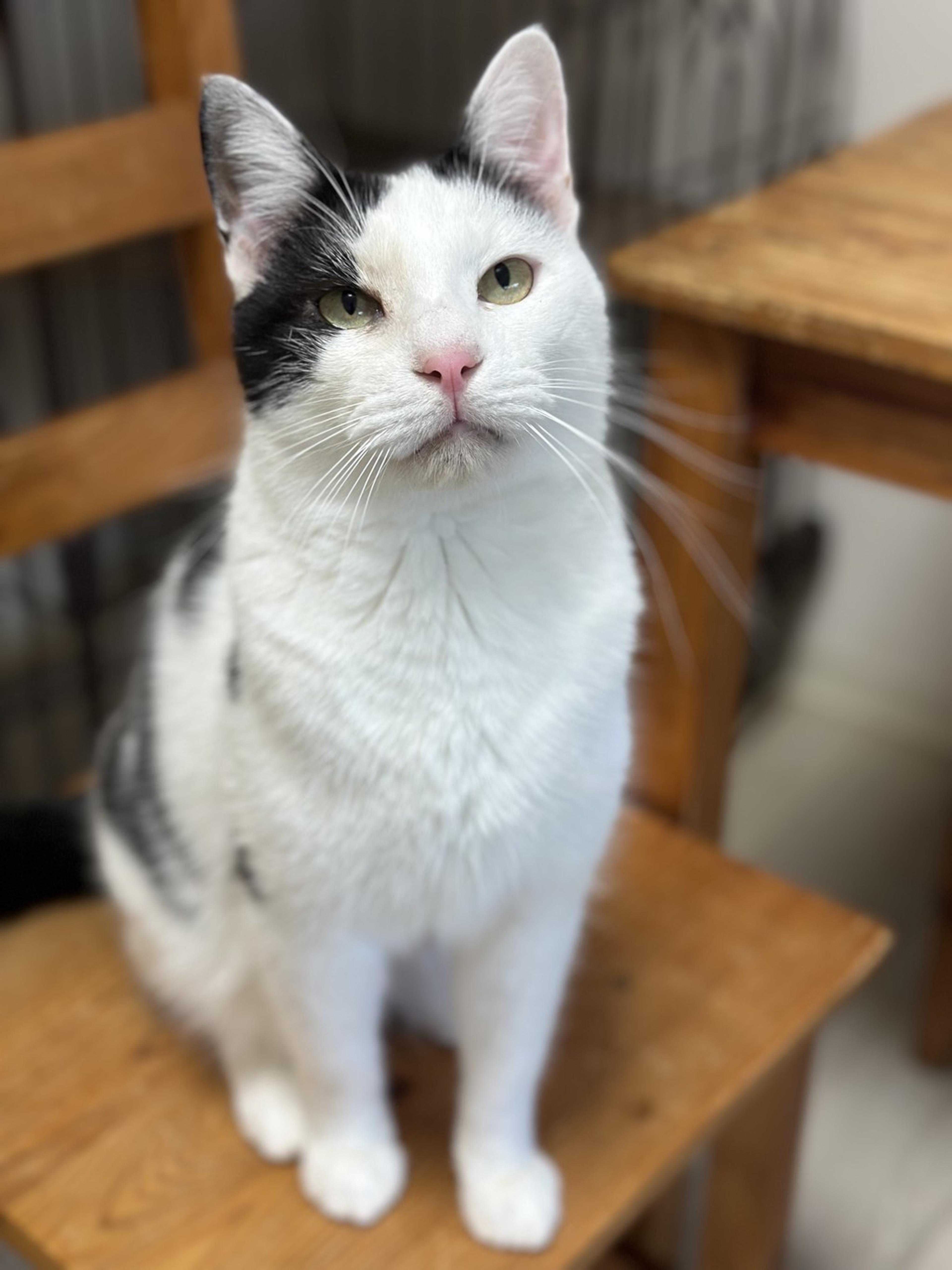 pet-image-4