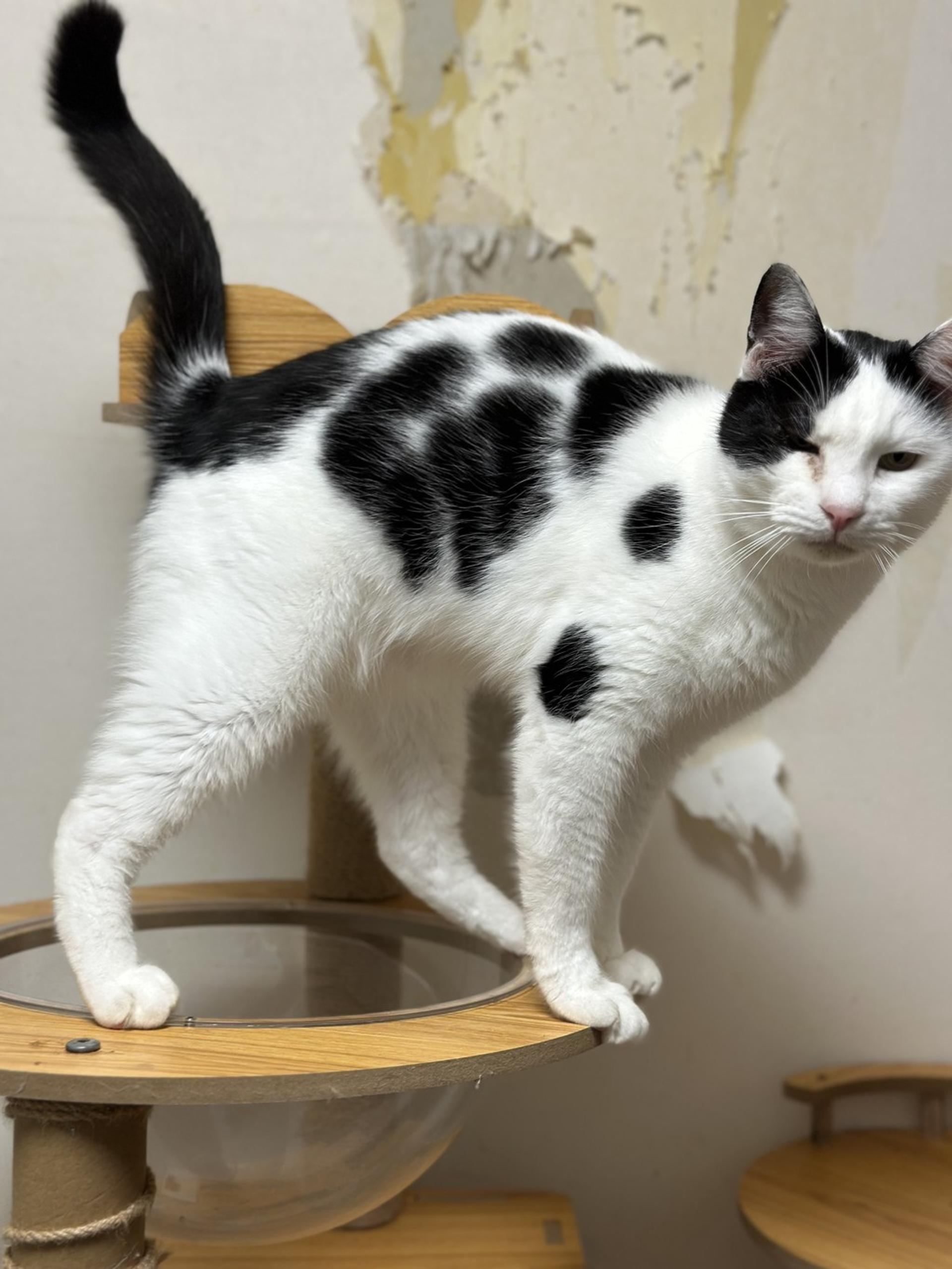 pet-image-5