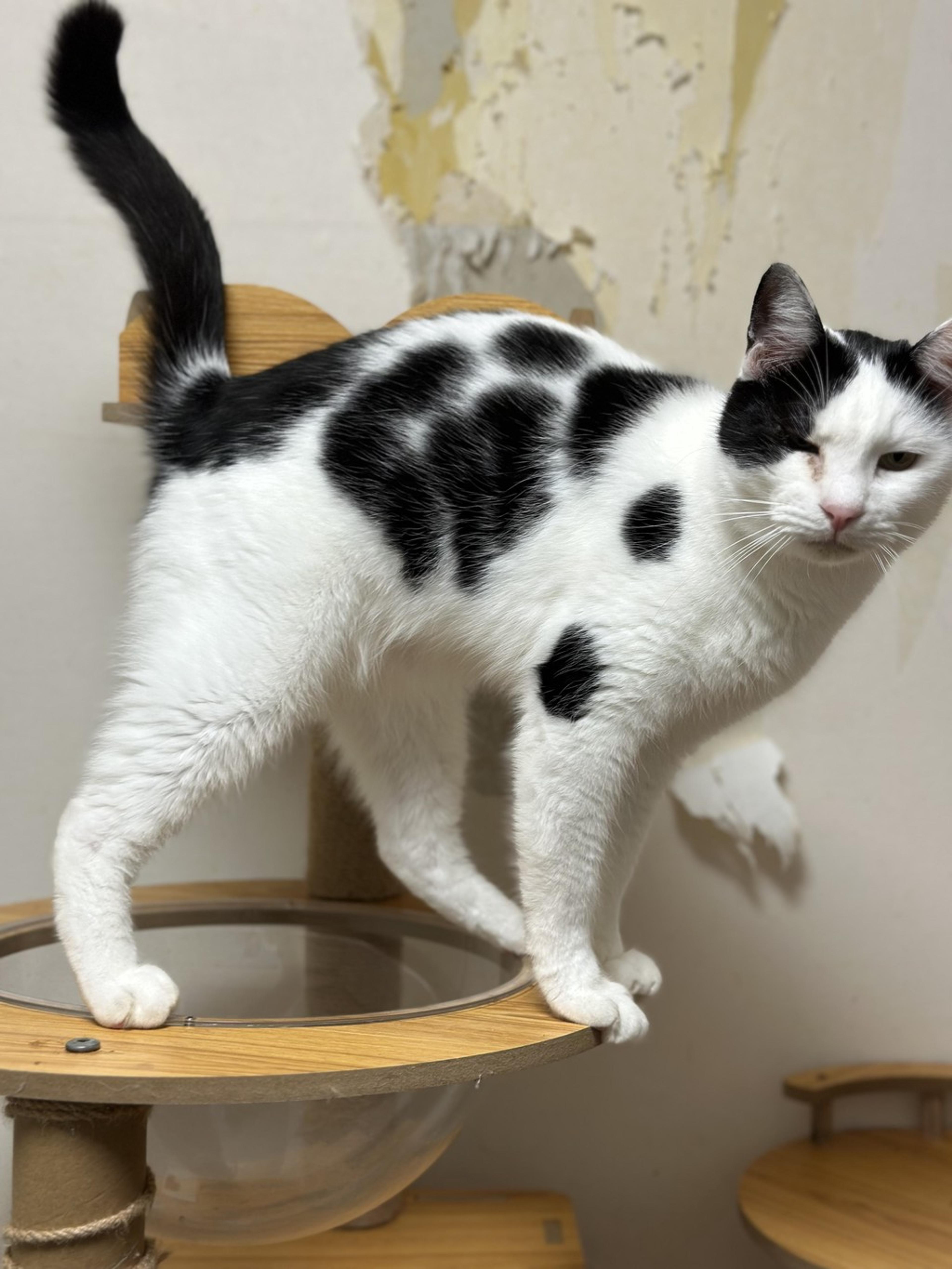 pet-image-5
