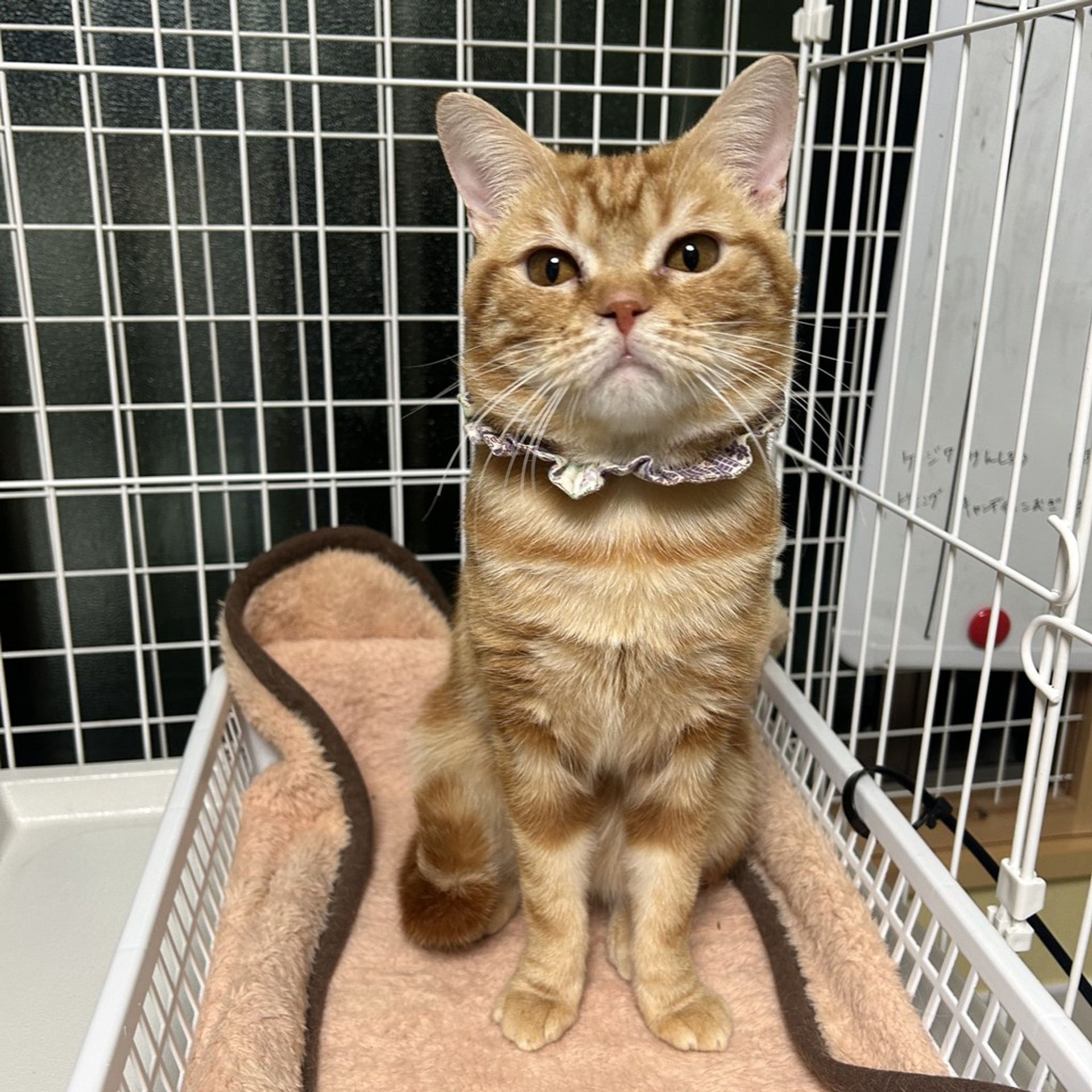 雑種（ミックス猫）・オスの里親募集の写真