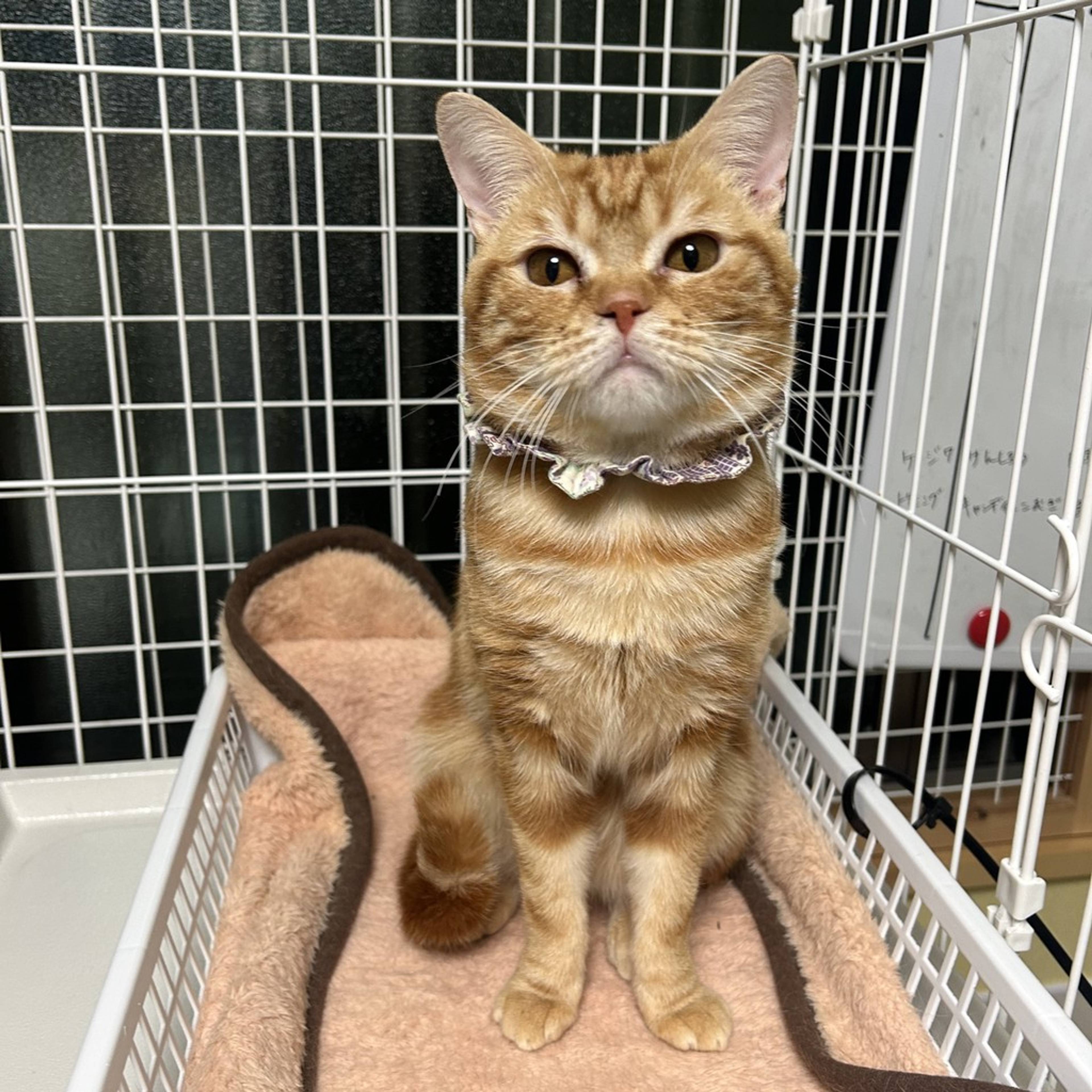 雑種（ミックス猫）・オスの里親募集の写真