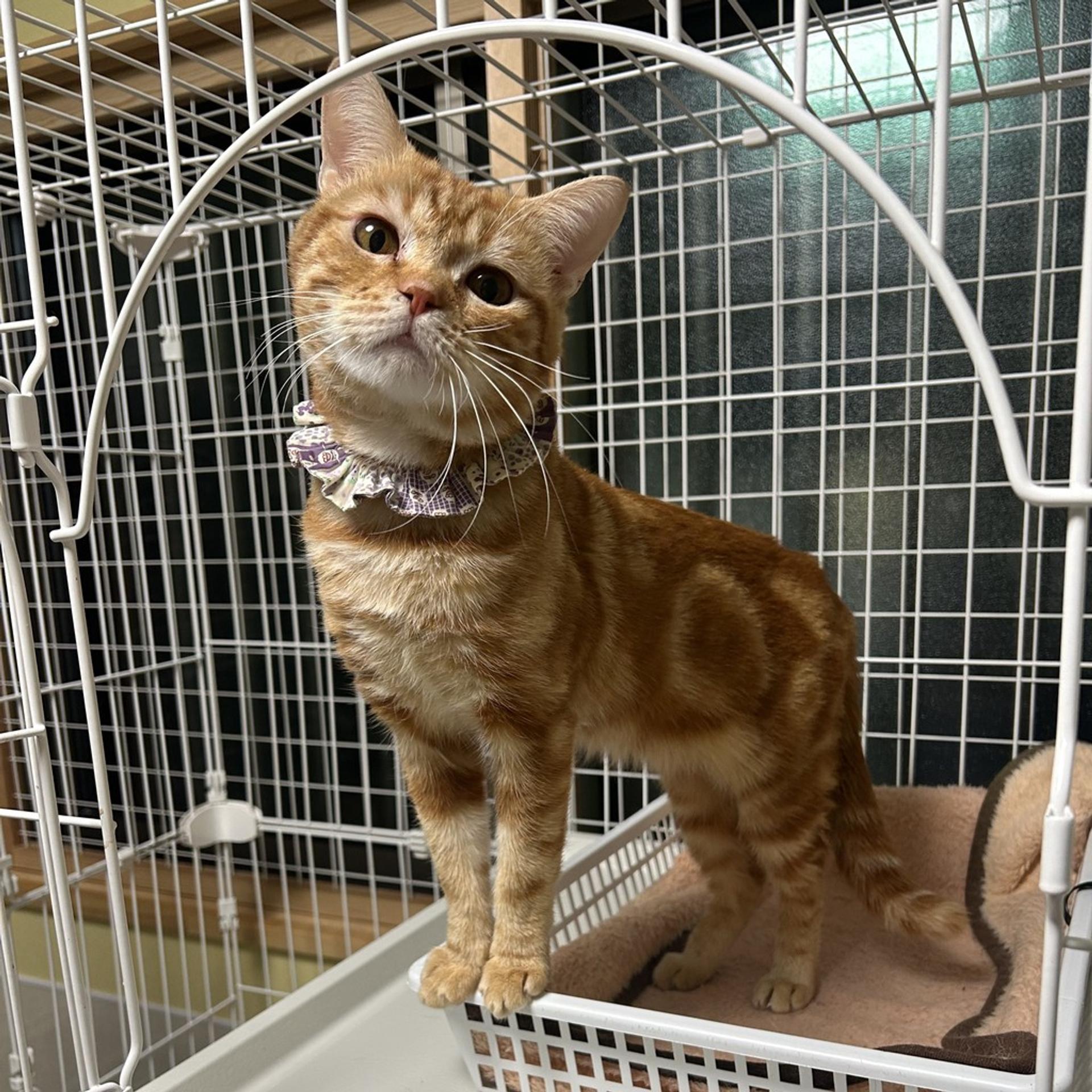 pet-image-8