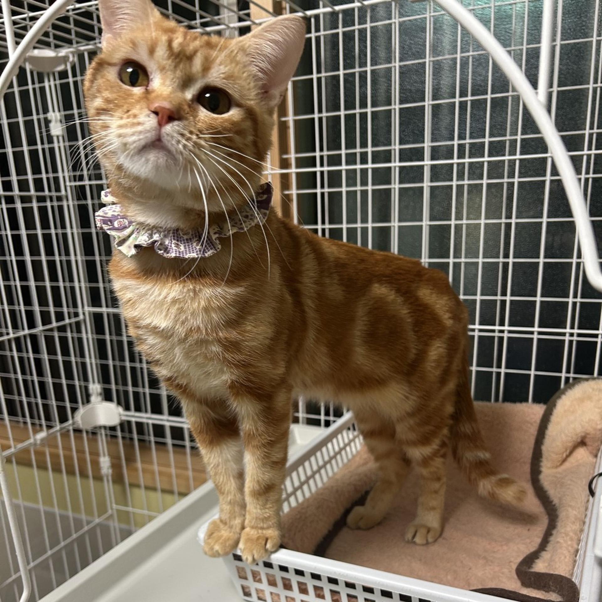 pet-image-9