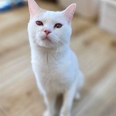 雑種（ミックス猫）・オスの里親募集の写真