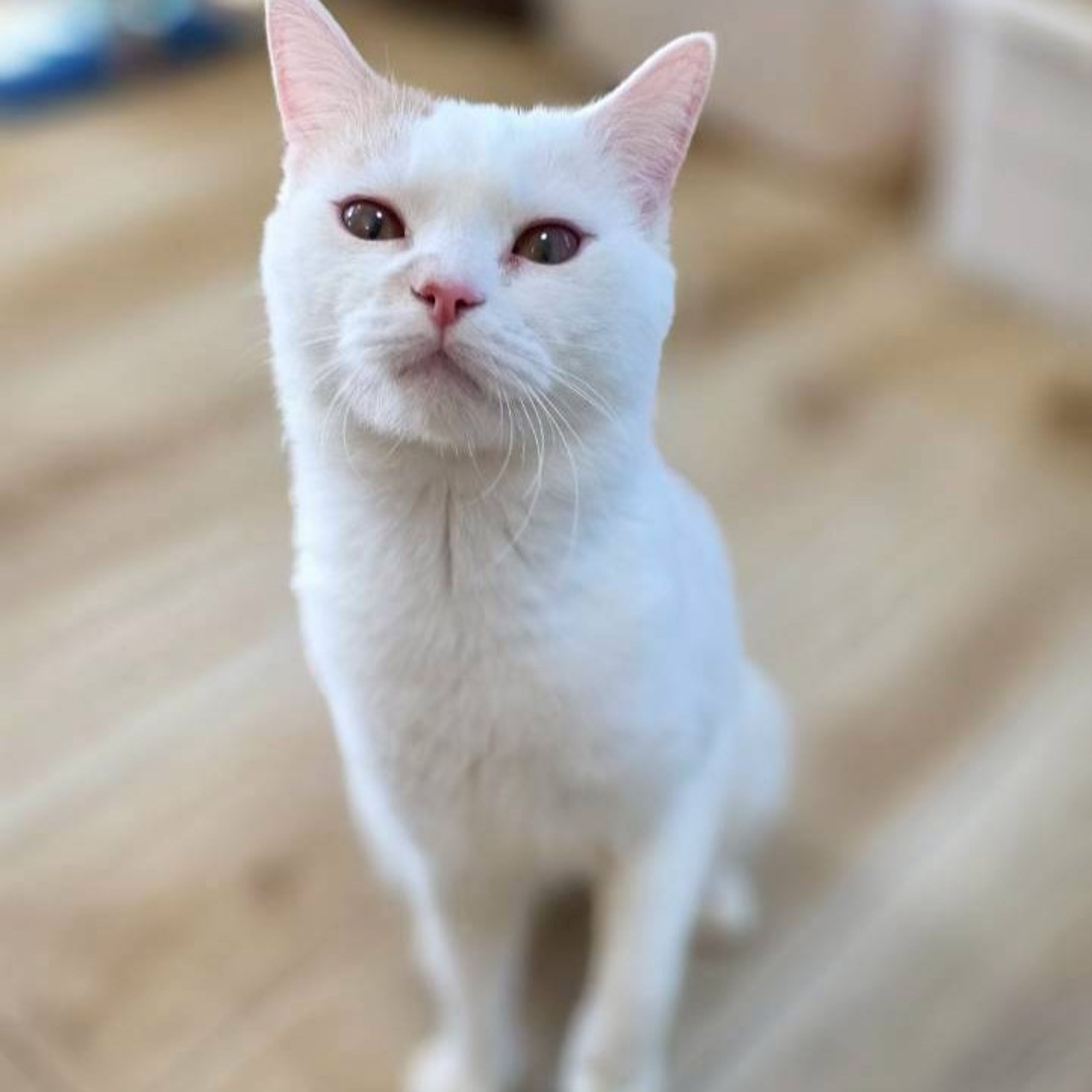 雑種（ミックス猫）・オスの里親募集の写真