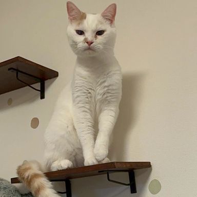 雑種（ミックス猫）・オスの里親募集の写真
