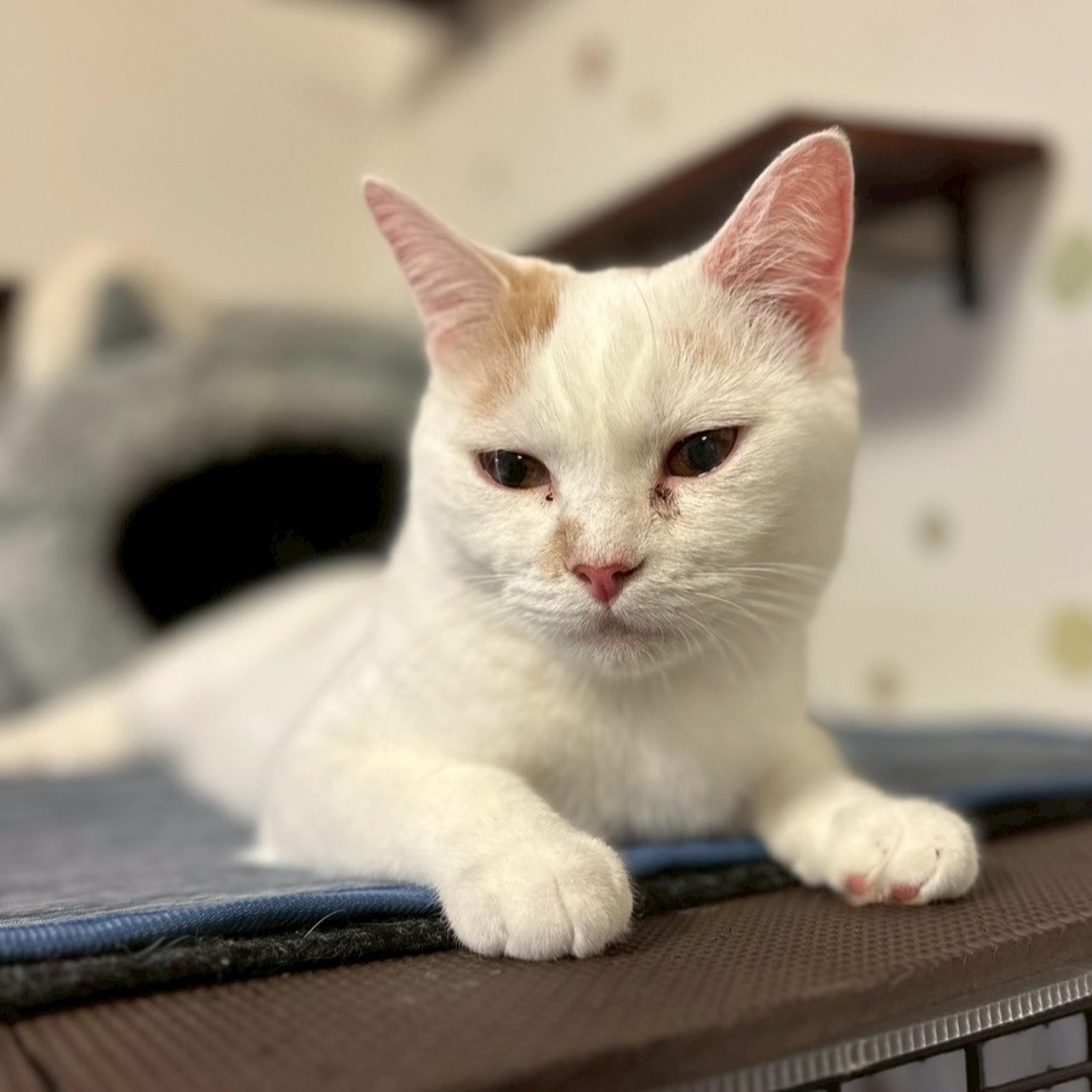 pet-image-5