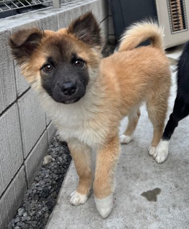 雑種（ミックス犬）・オスの里親募集の写真