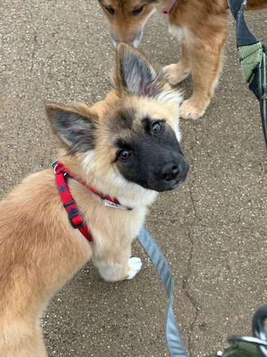 雑種（ミックス犬）・オスの里親募集の写真