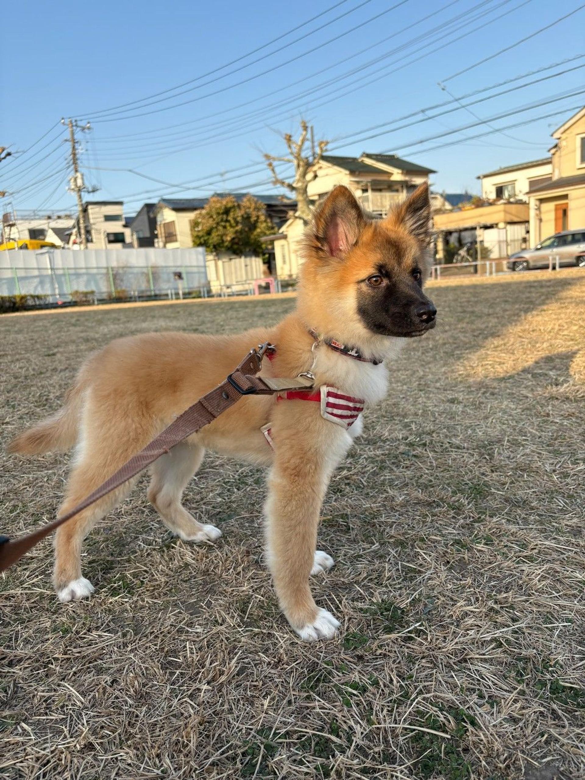 pet-image-3