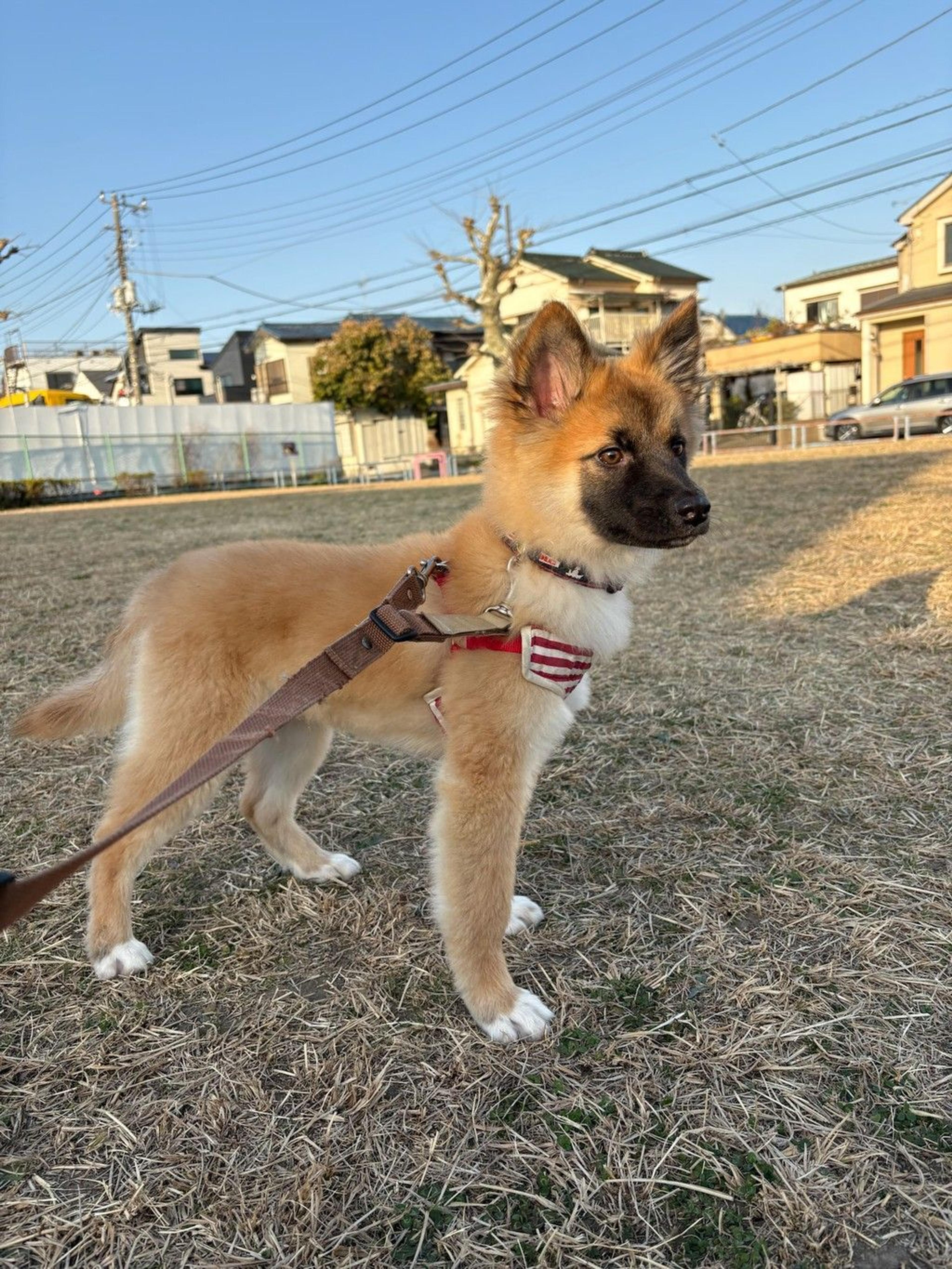 pet-image-3