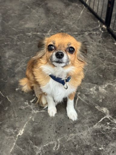 チワワ・メスの里親募集の写真