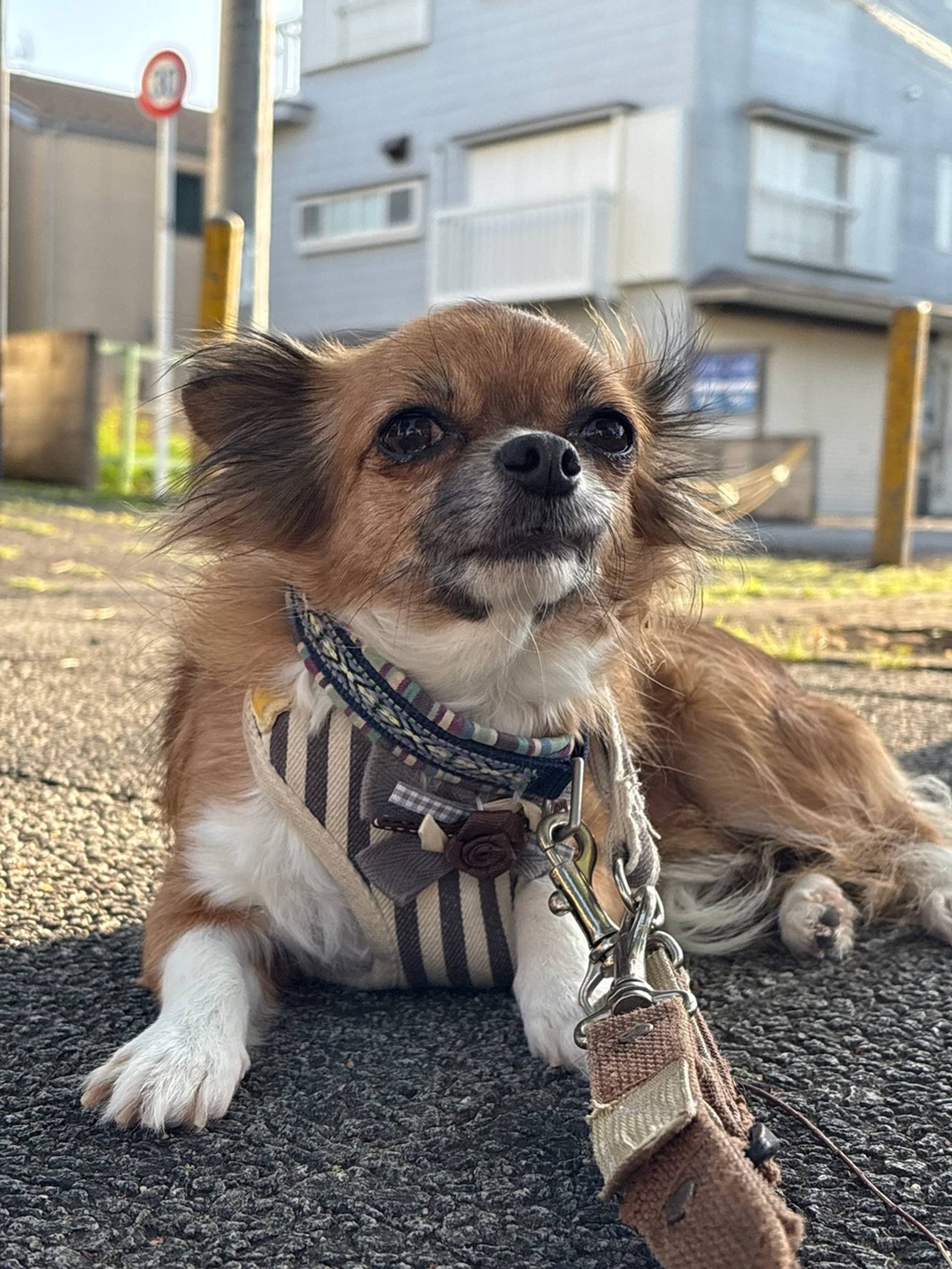 チワワ・メスの里親募集の写真