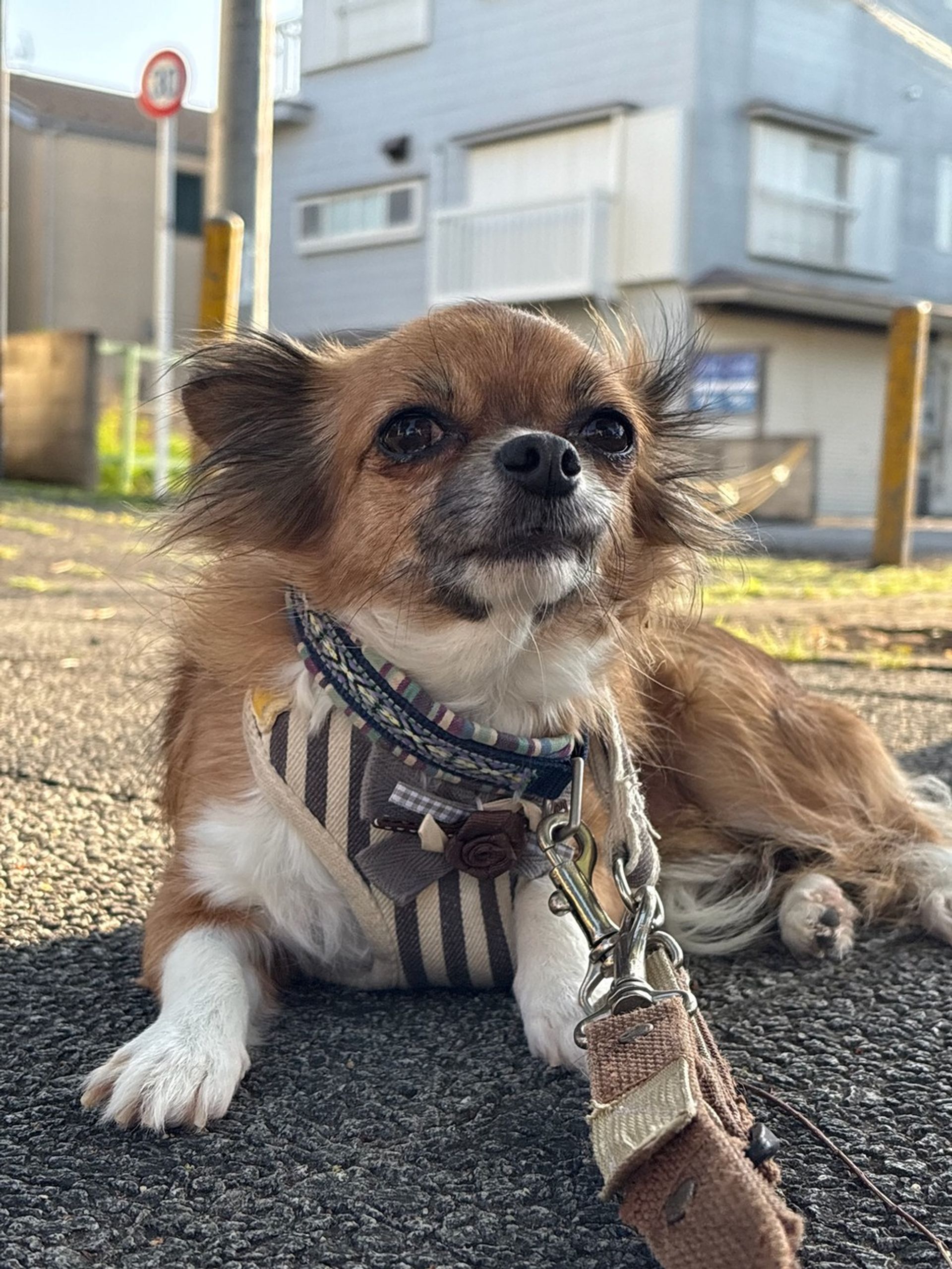 チワワ・メスの里親募集の写真
