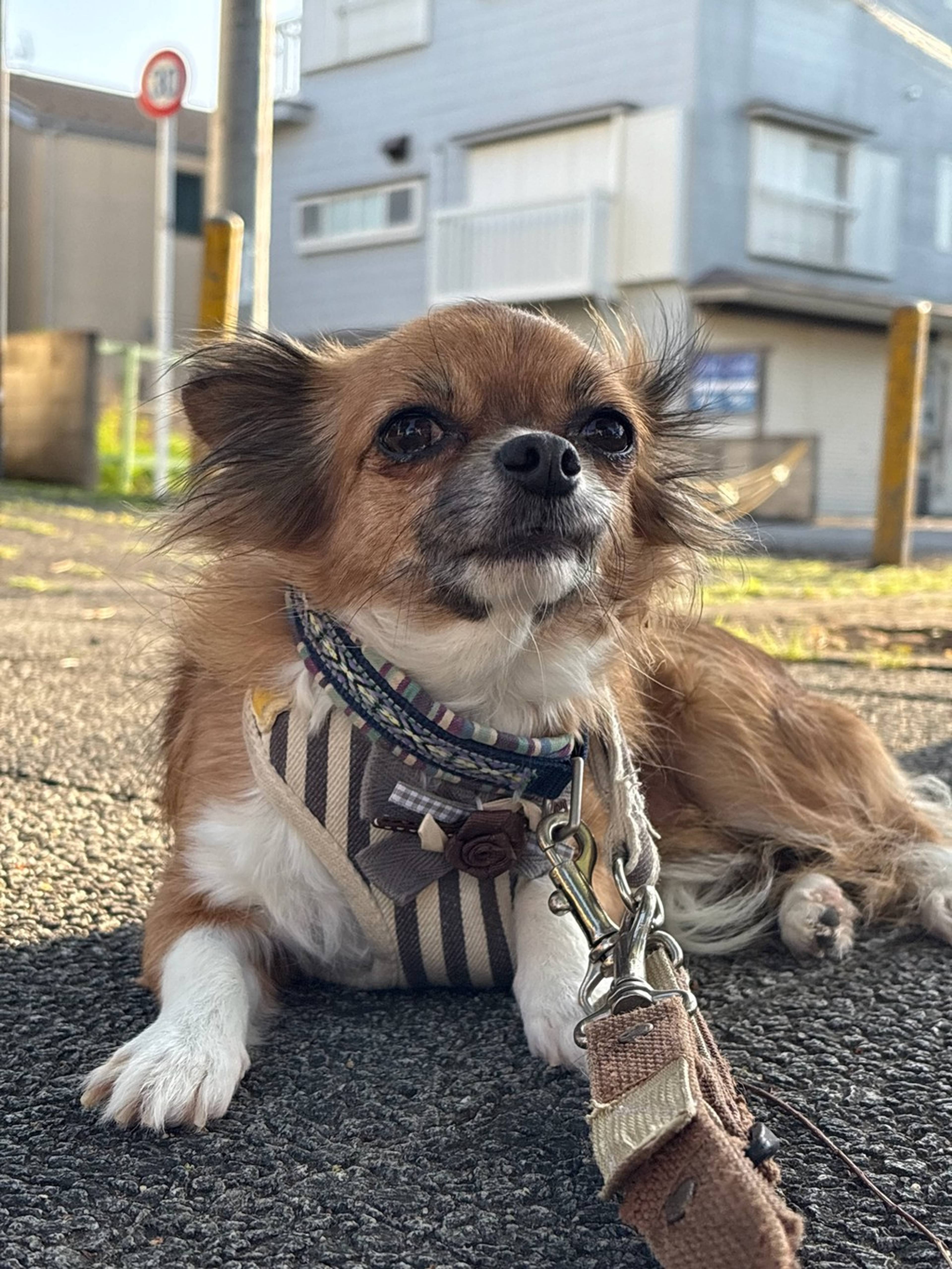 チワワ・メスの里親募集の写真