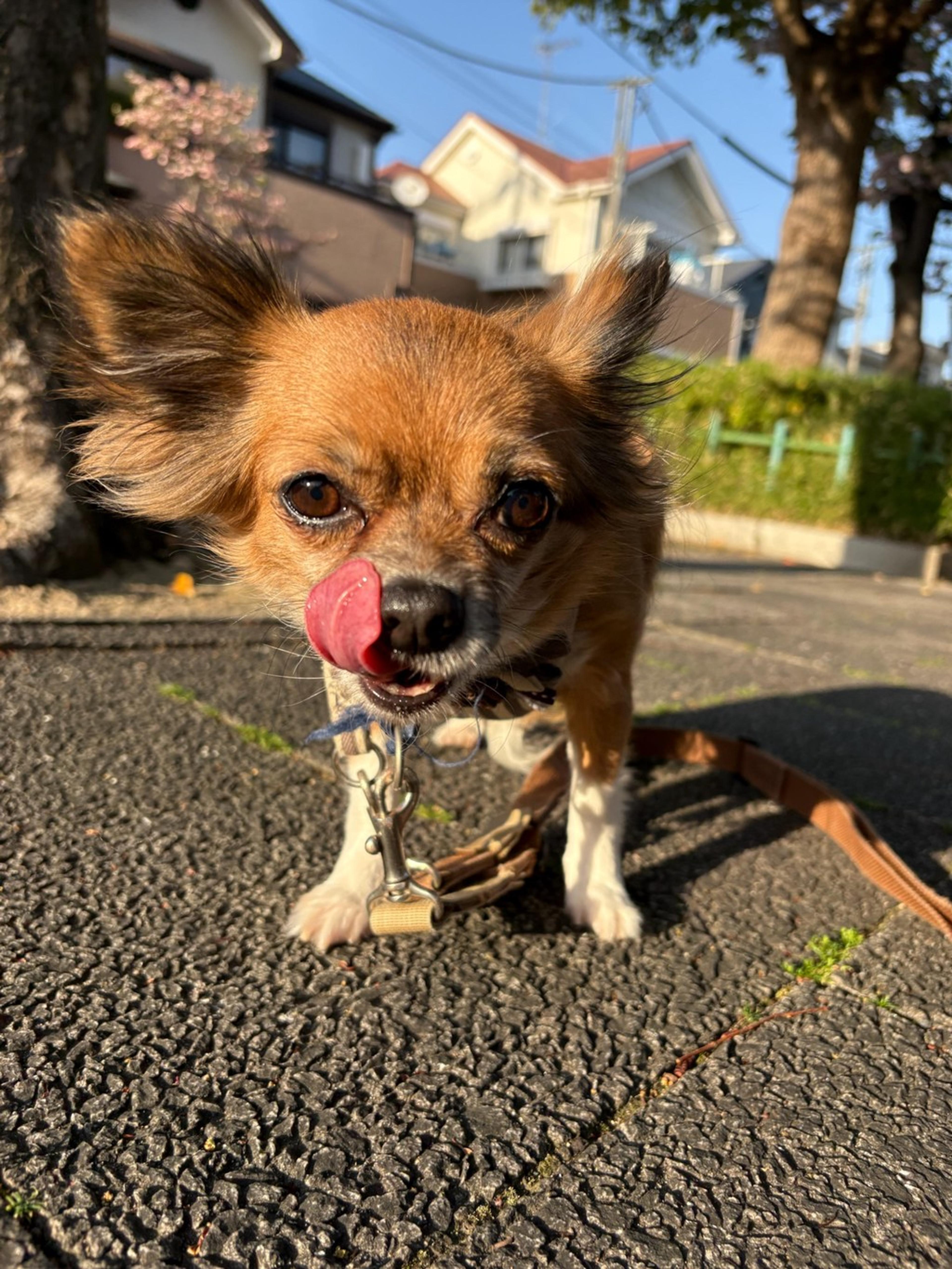 pet-image-2