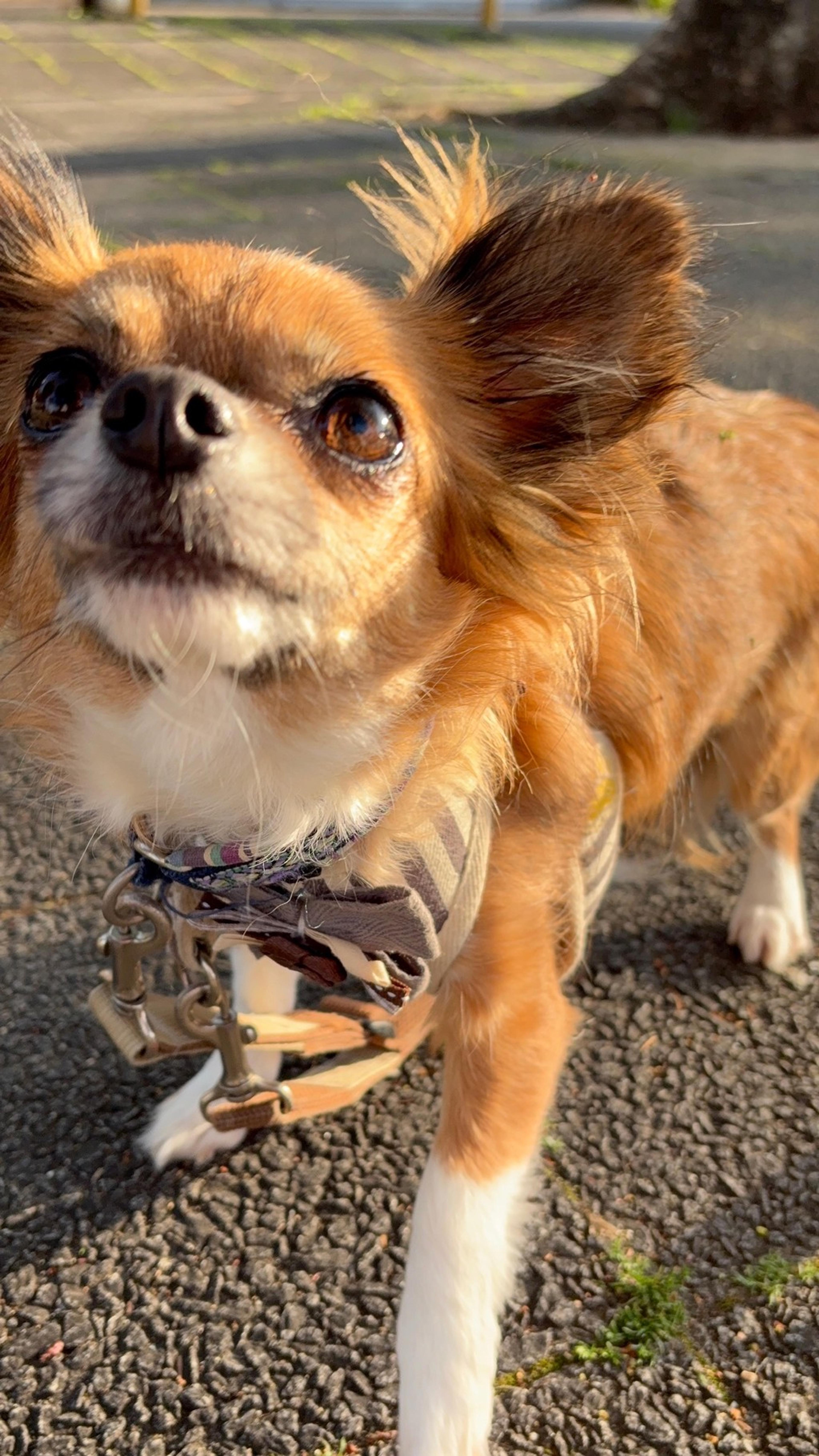 pet-image-3