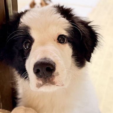 ボーダー・コリー・オスの里親募集の写真
