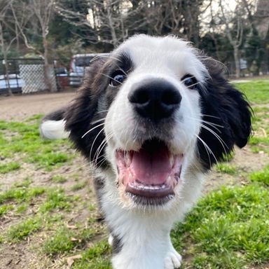 ボーダー・コリー・オスの里親募集の写真