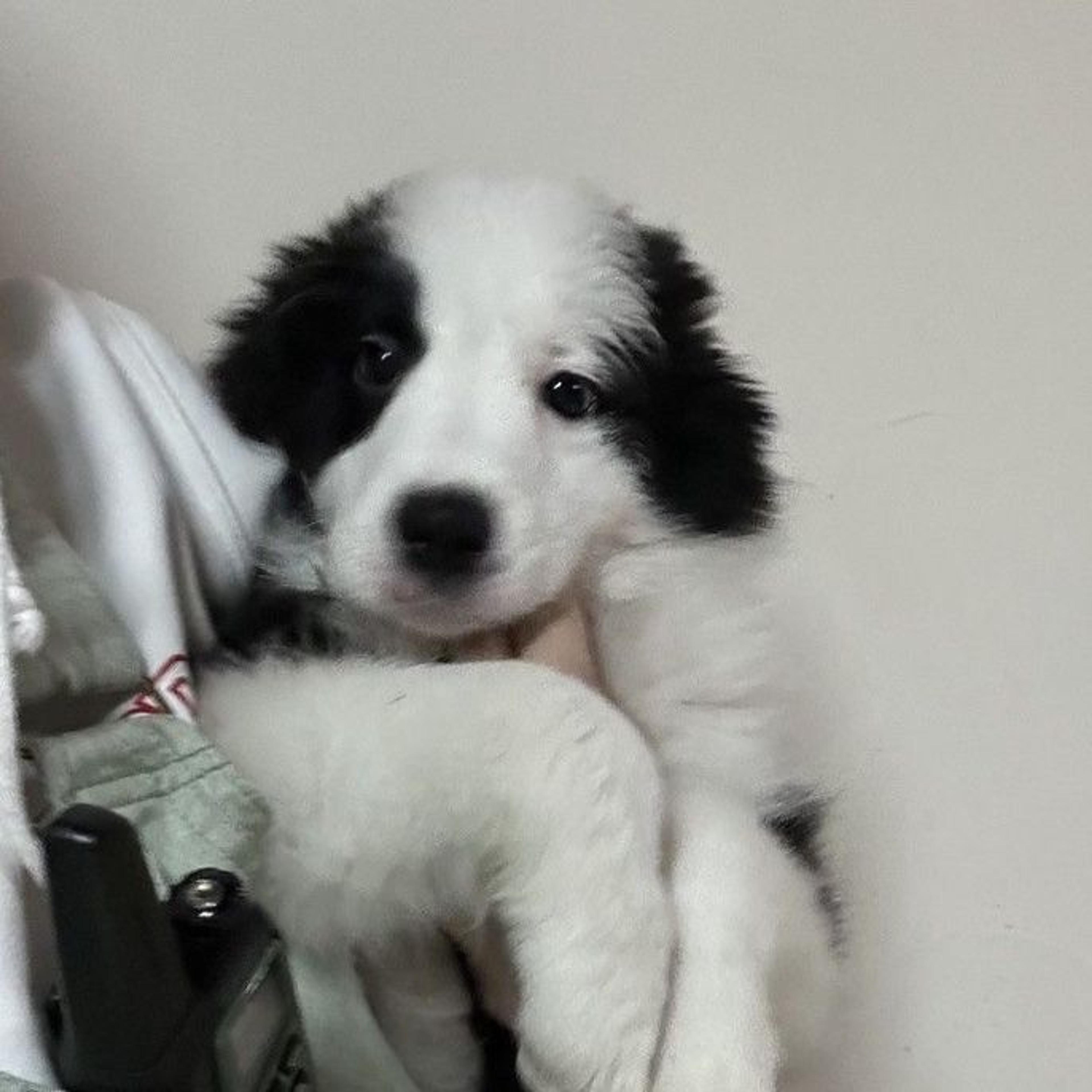 pet-image-7