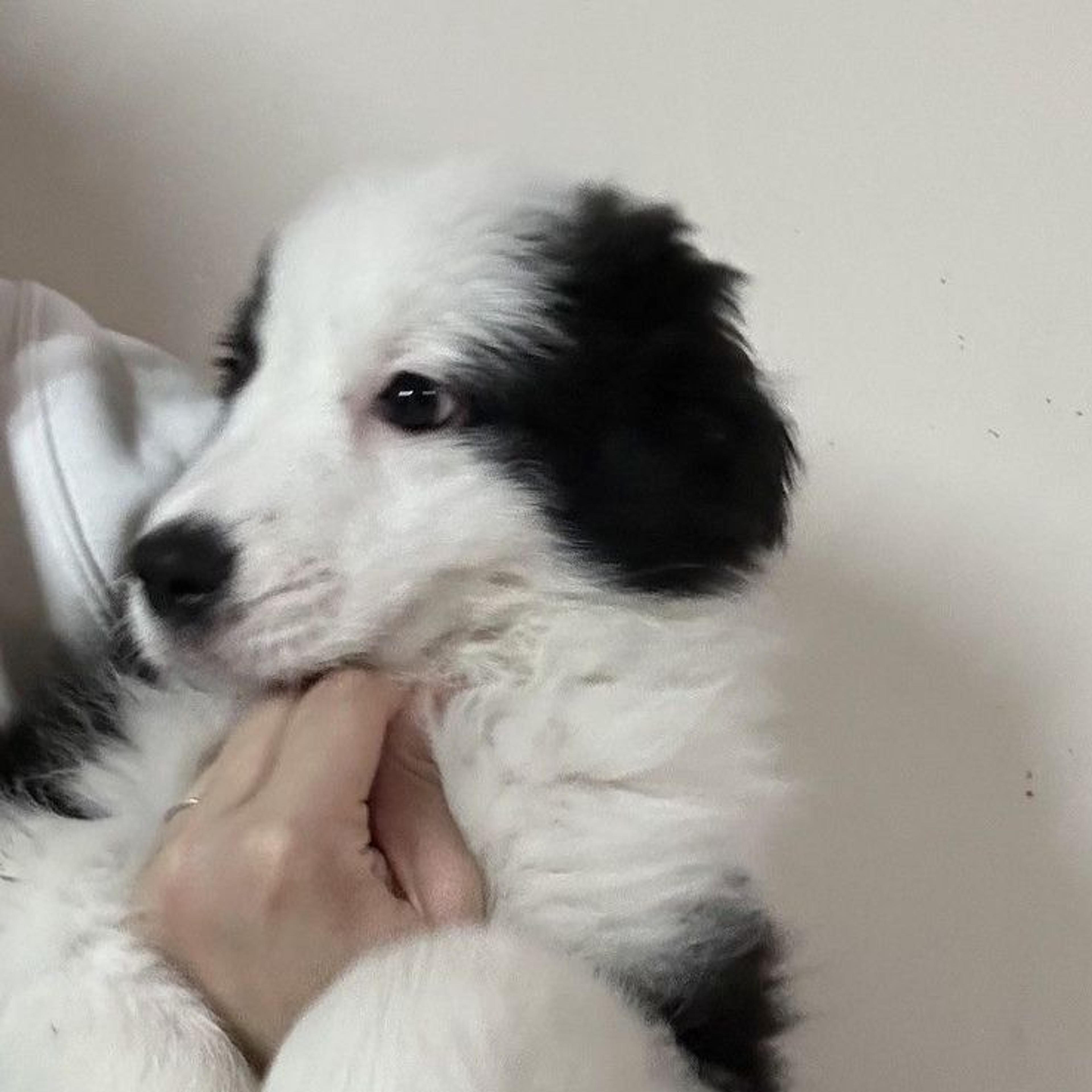pet-image-8