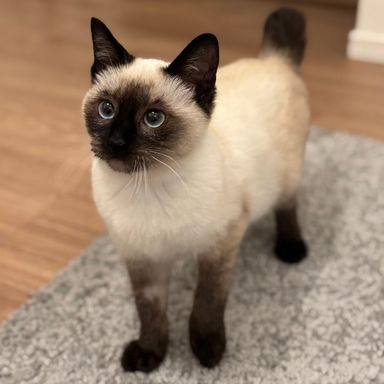 雑種（ミックス猫）・メスの里親募集の写真