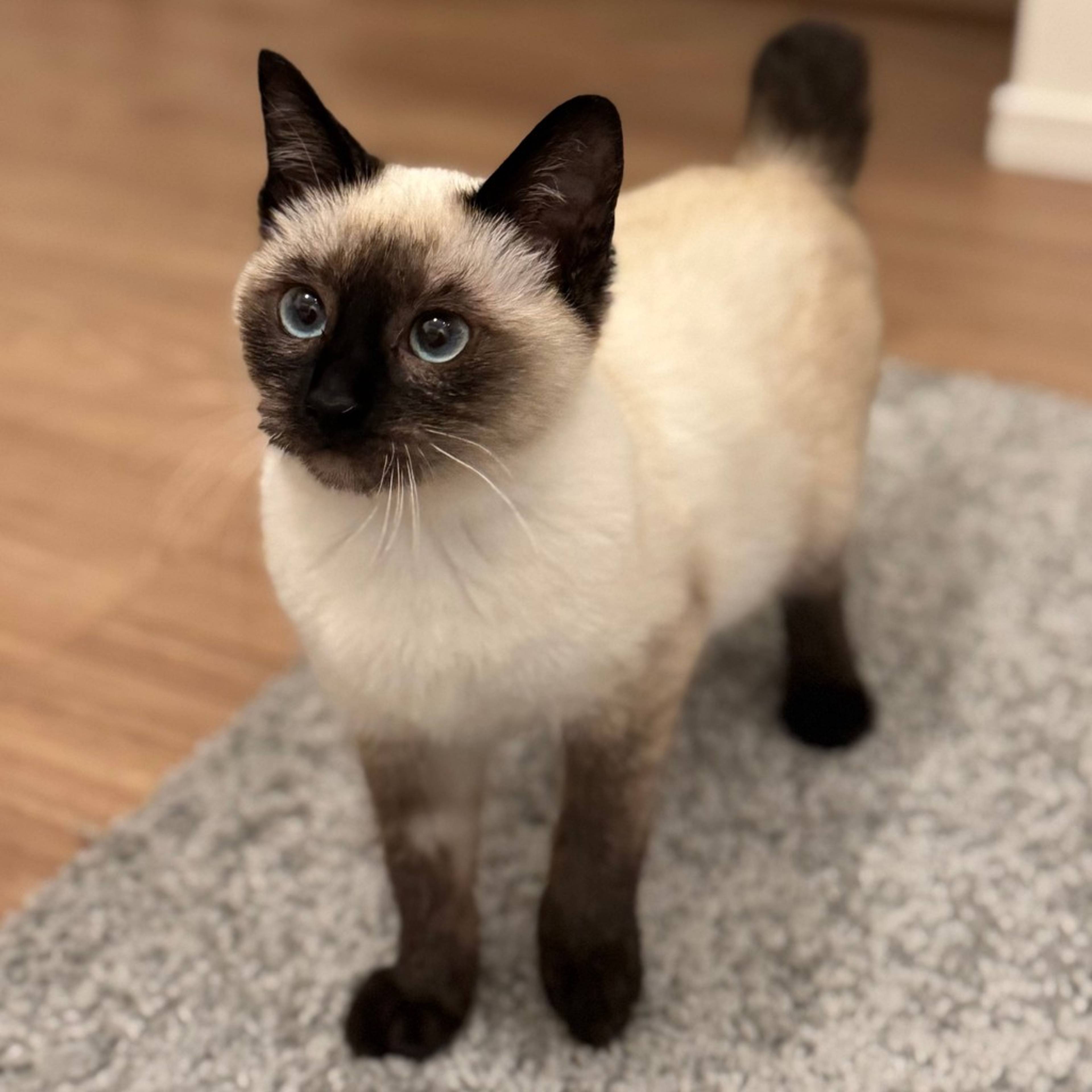 雑種（ミックス猫）・メスの里親募集の写真