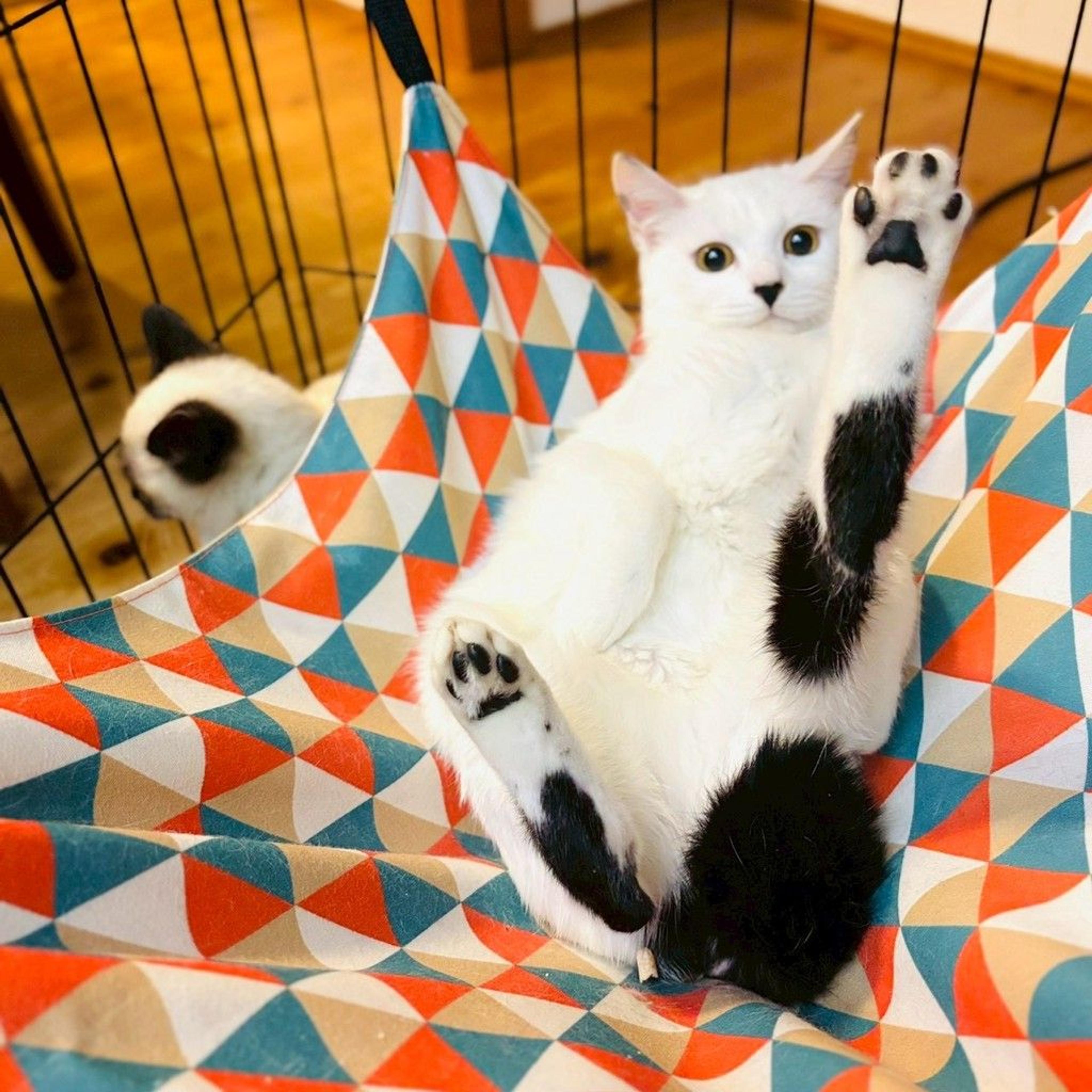 pet-image-3