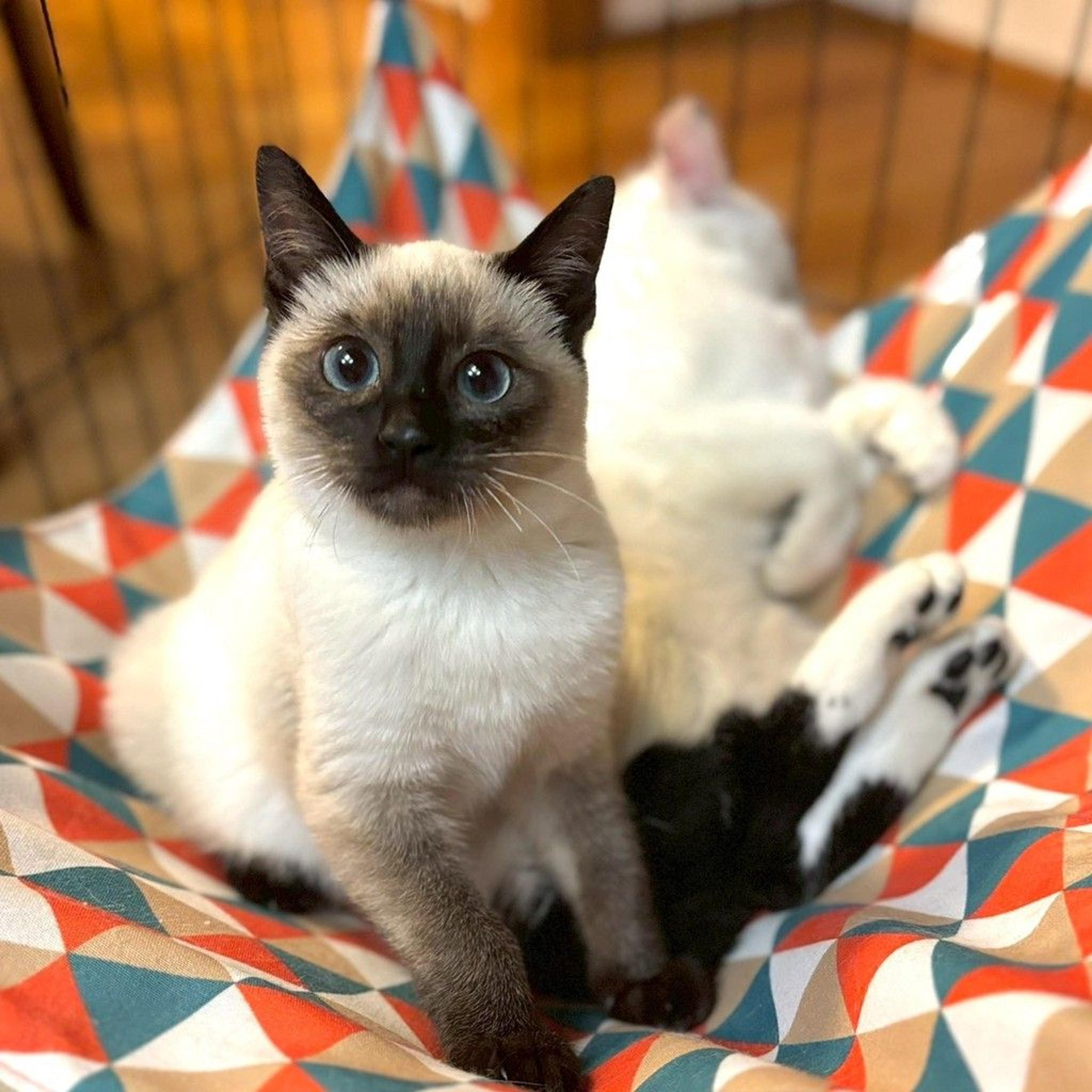 pet-image-4