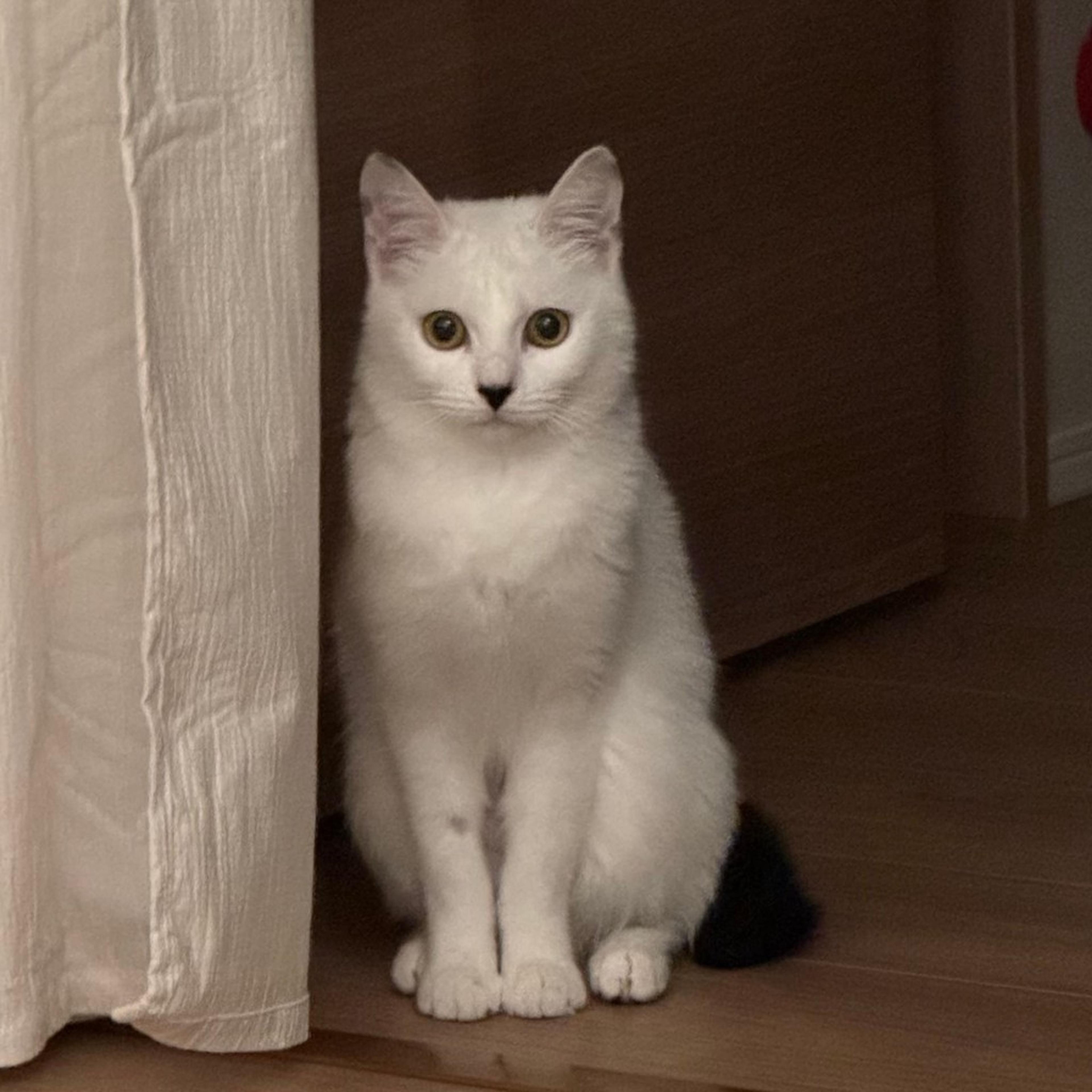 pet-image-5