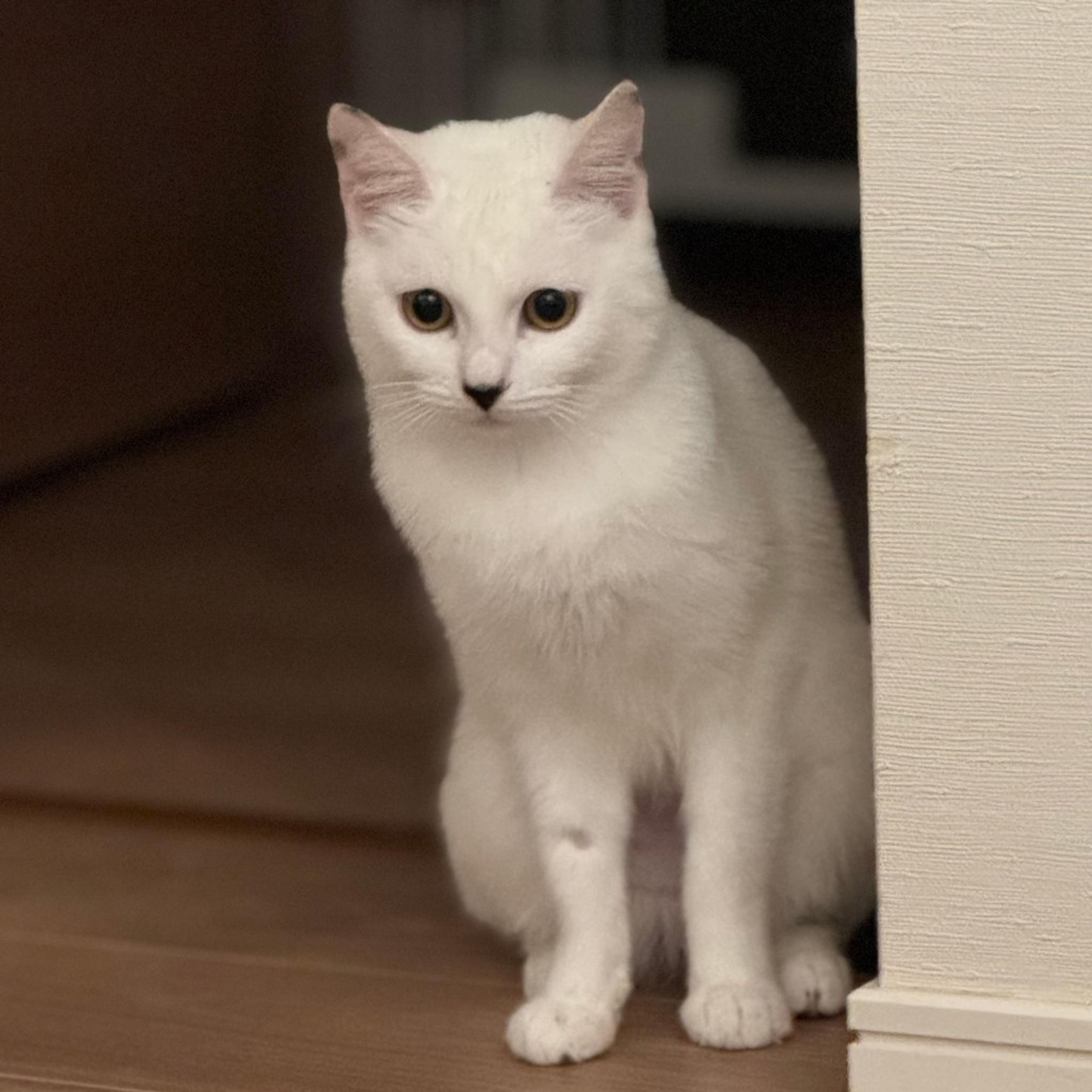 pet-image-6