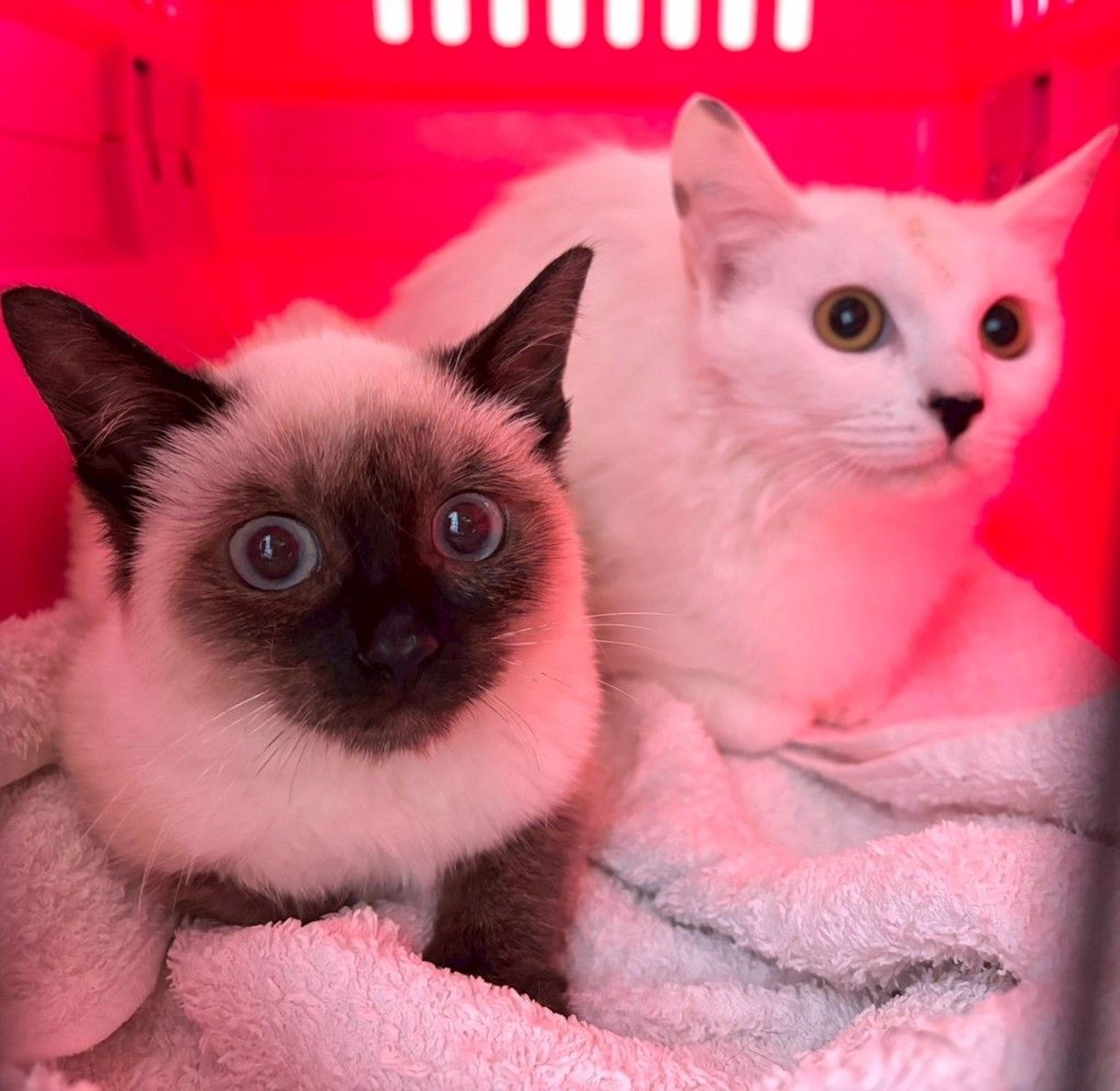 pet-image-7