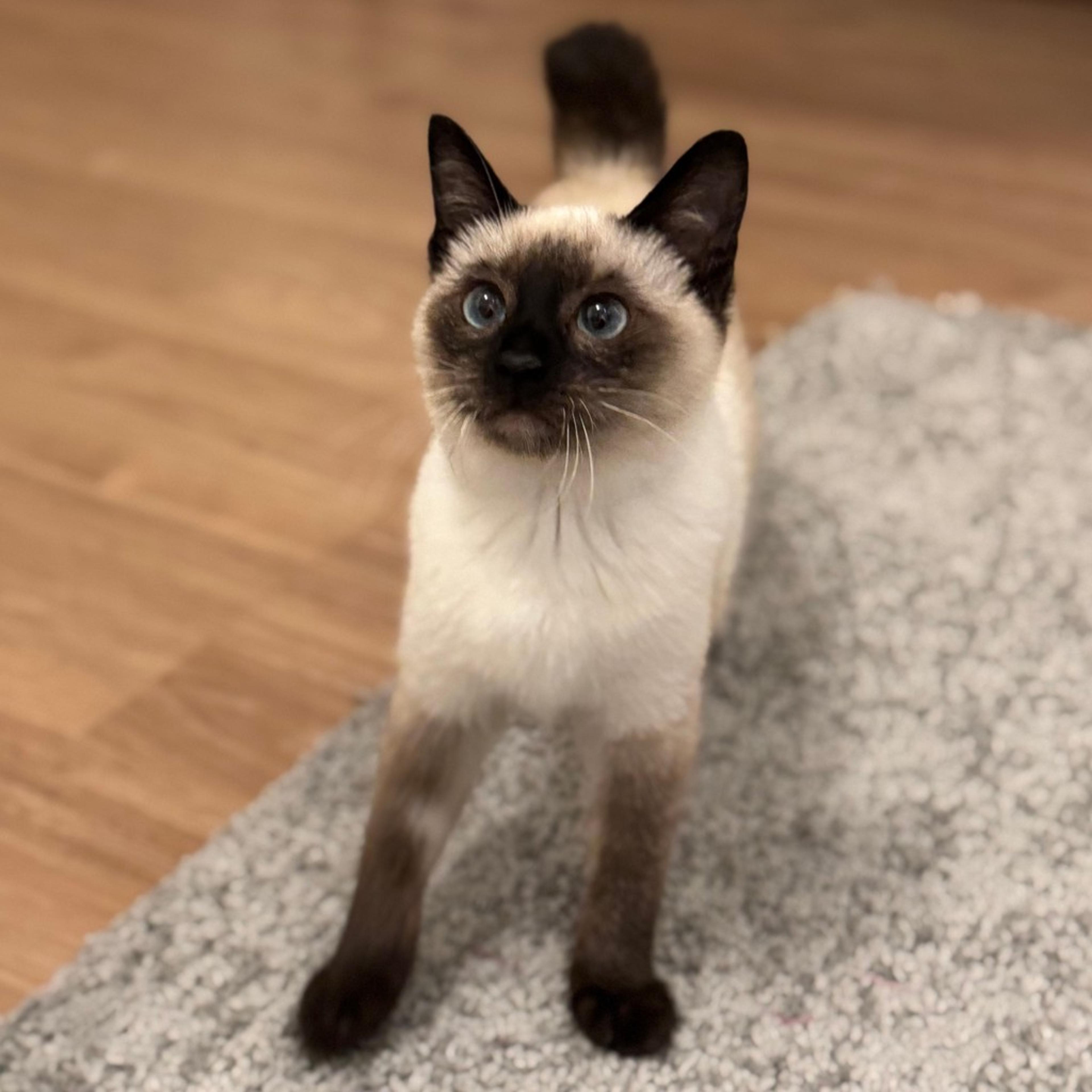 pet-image-8
