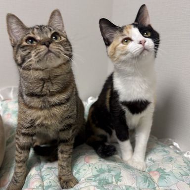 雑種（ミックス猫）・メスの里親募集の写真