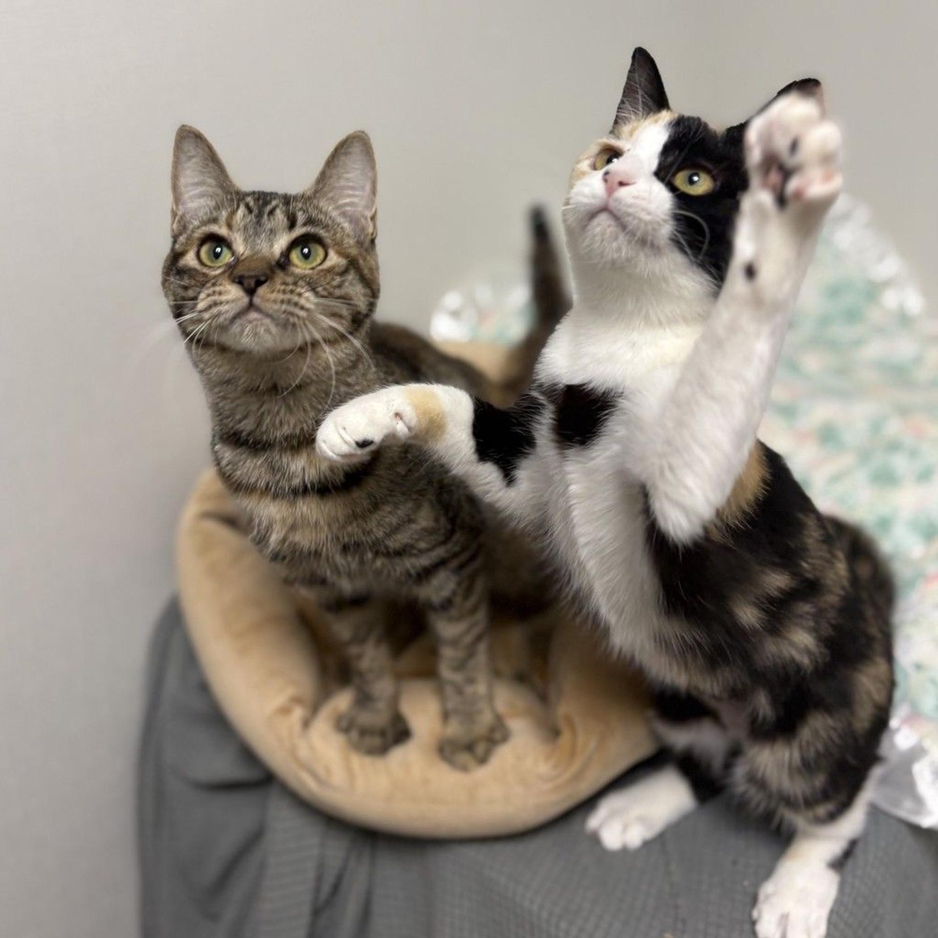 pet-image-4